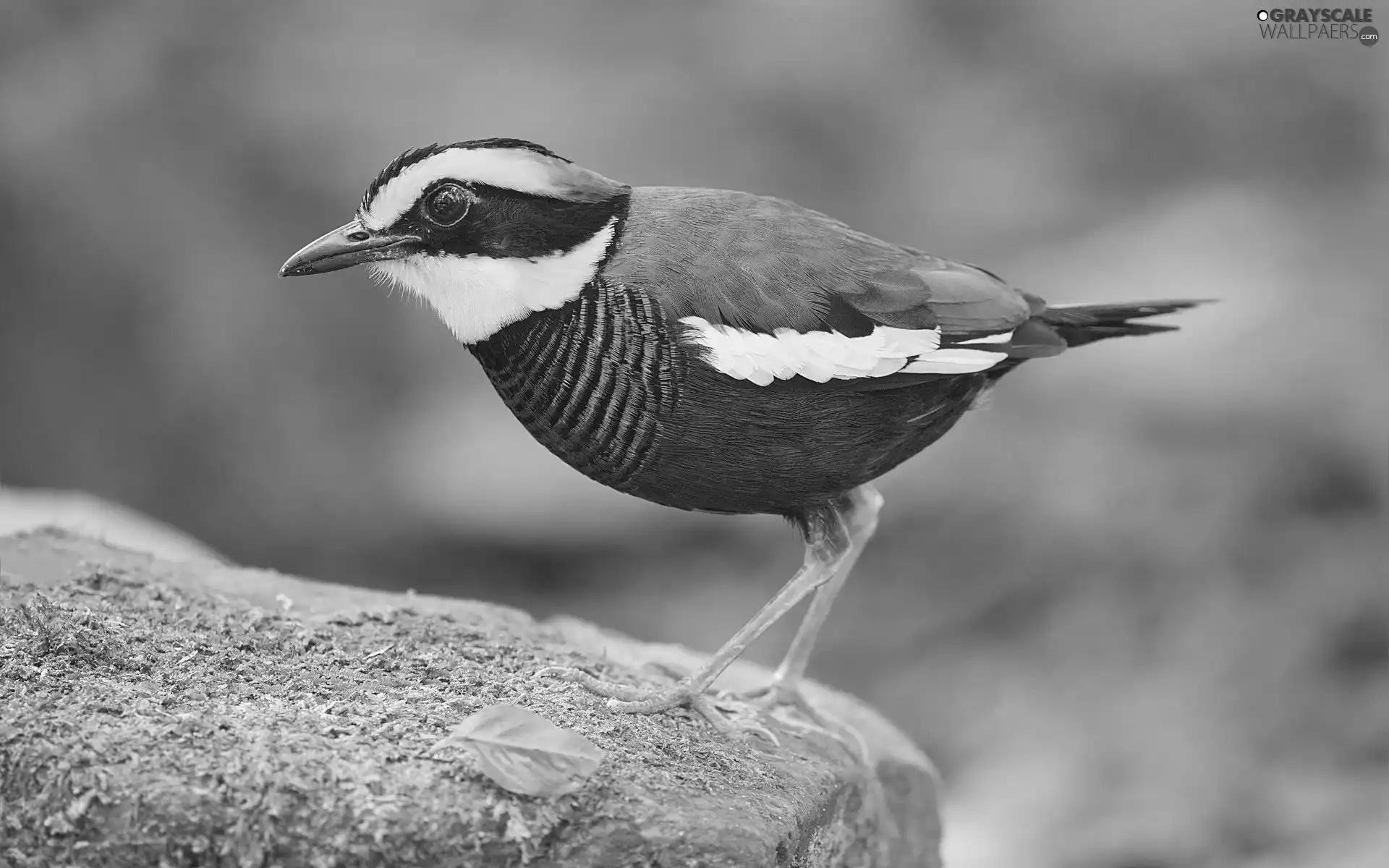 Stone, color, Bird