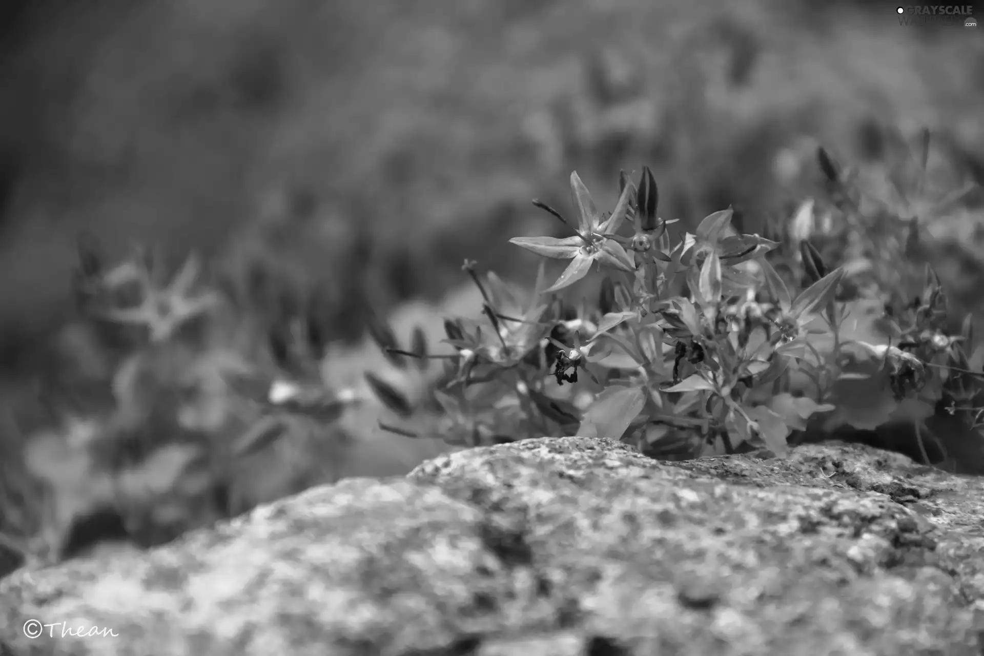 Stone, purple, Flowers