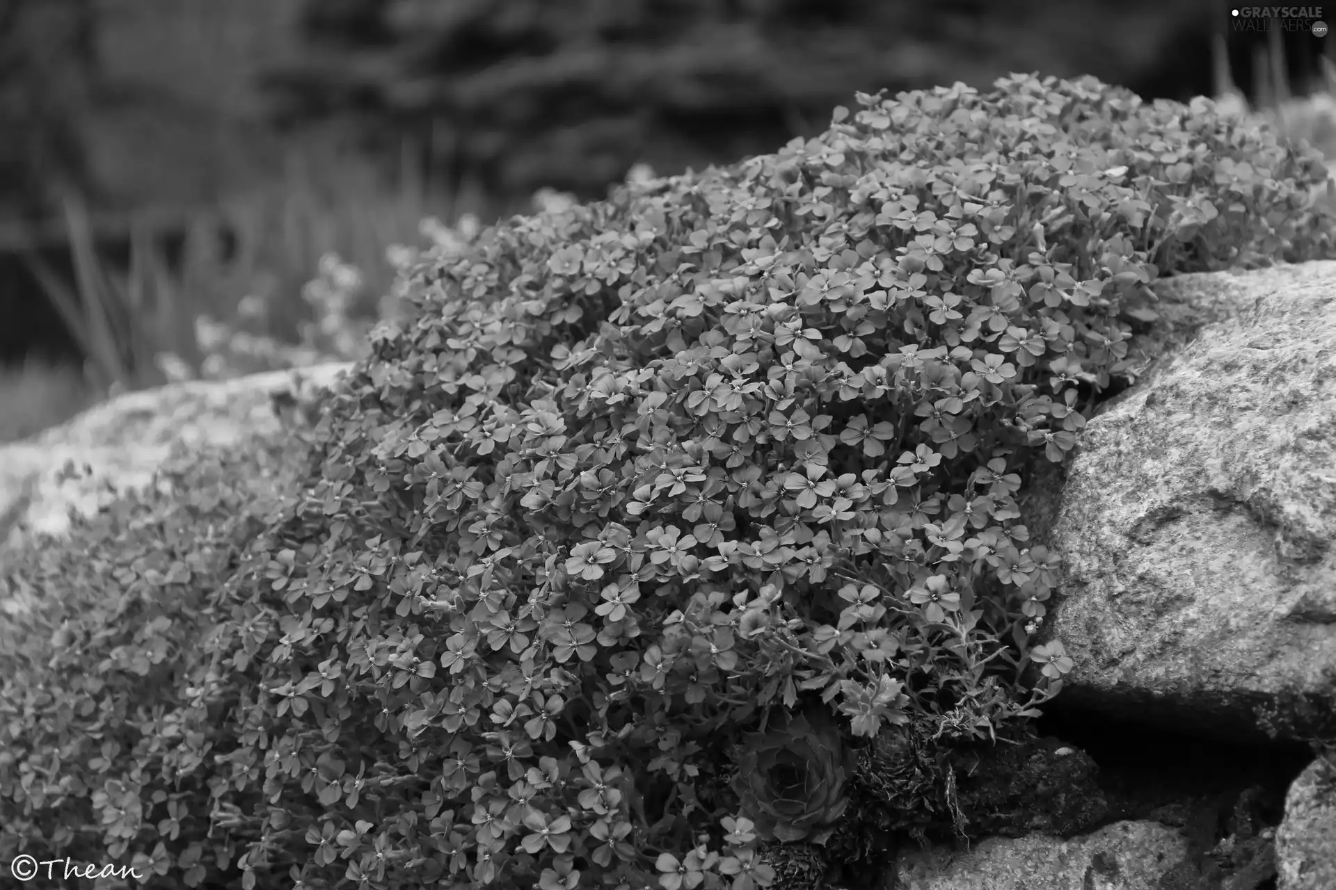 Stone, purple, Flowers