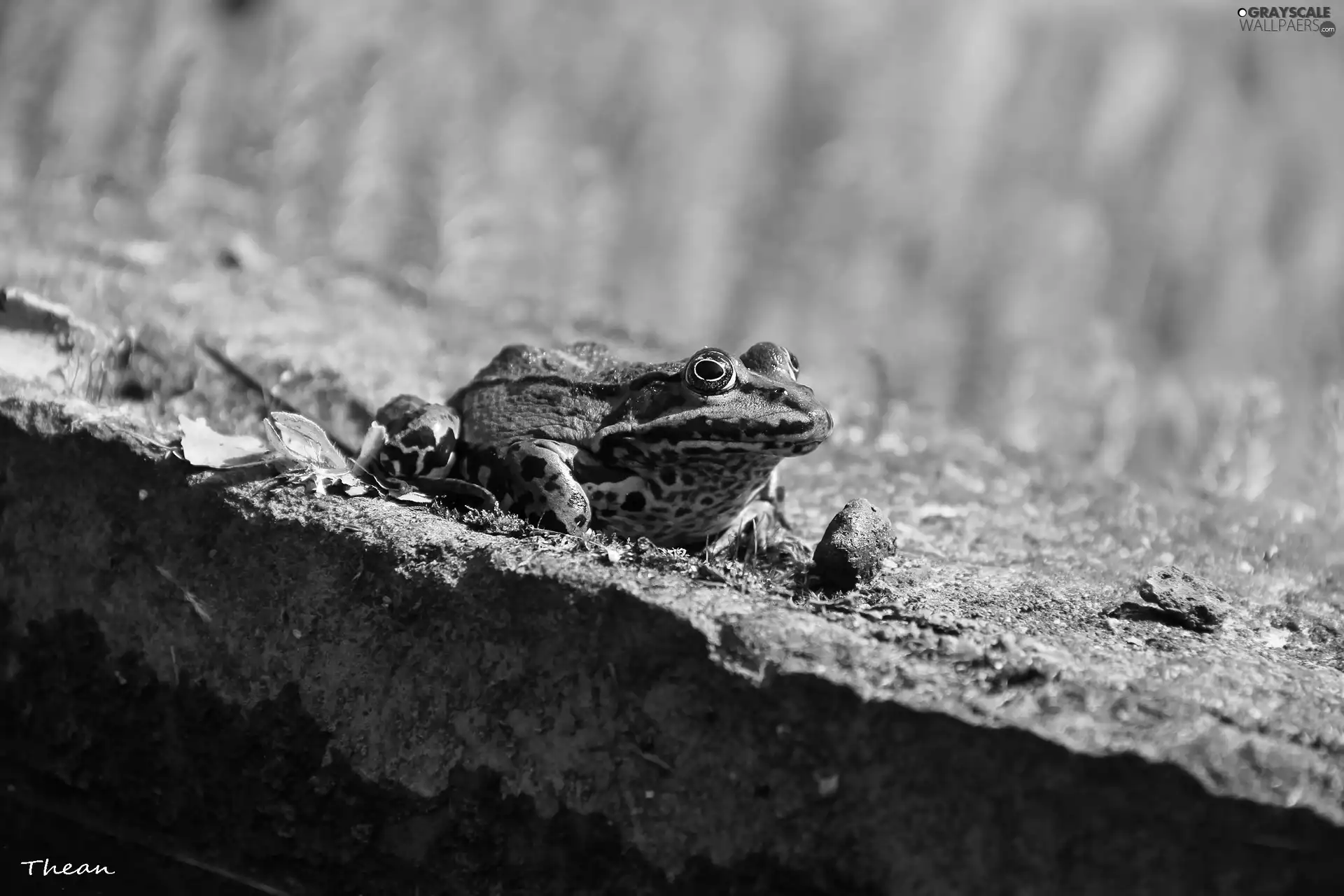 Stone, Green, frog