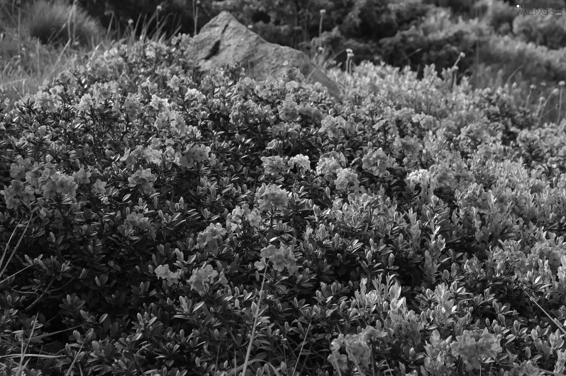 rhododendron, Meadow, Stone