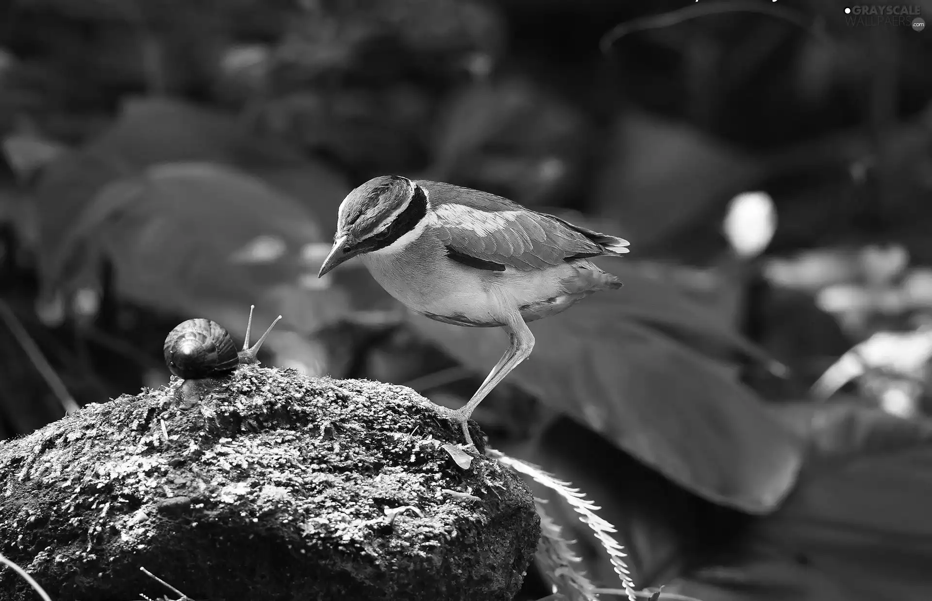Stone, Moss, Bird, snail, color