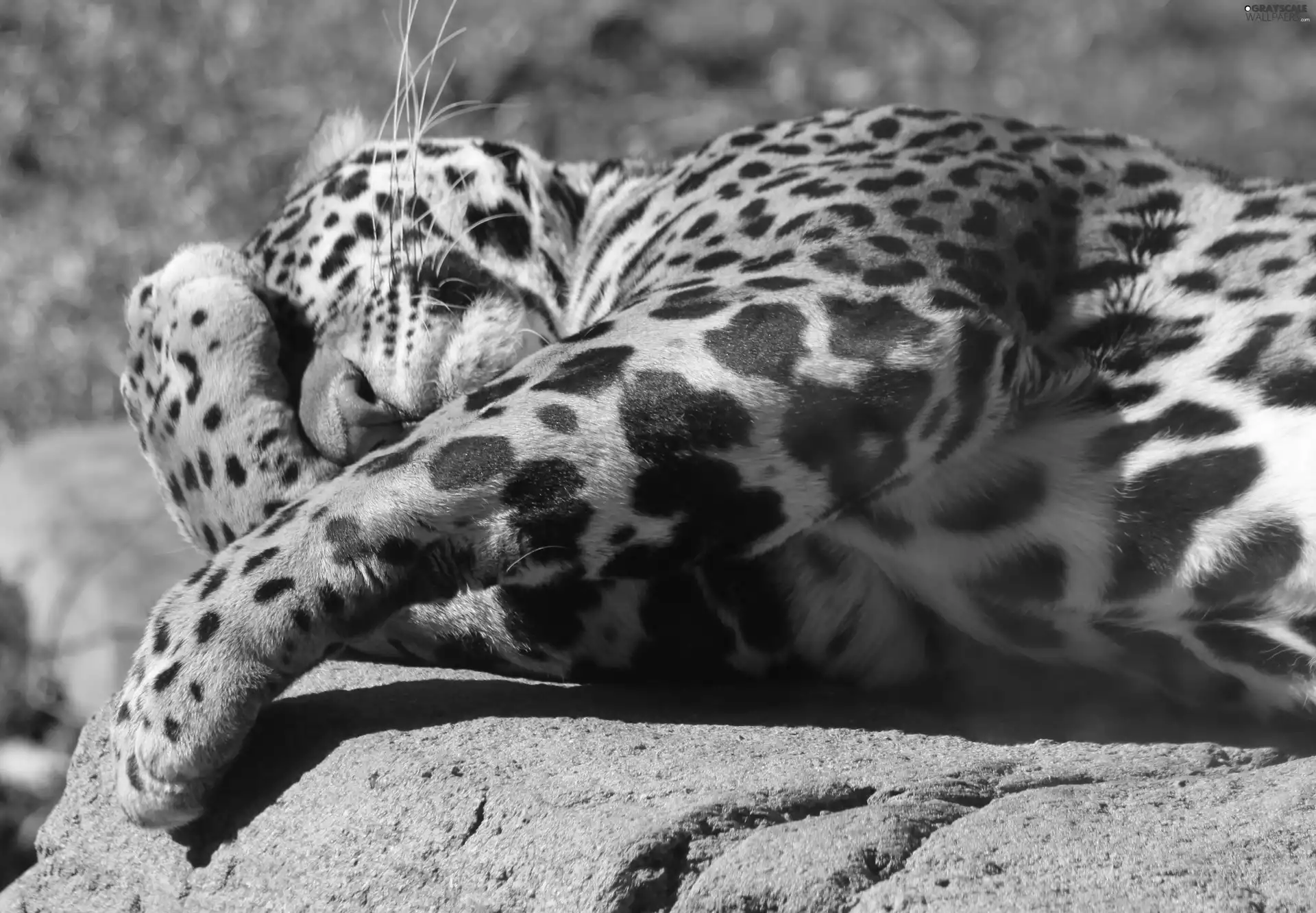 stone, Leopards, paws