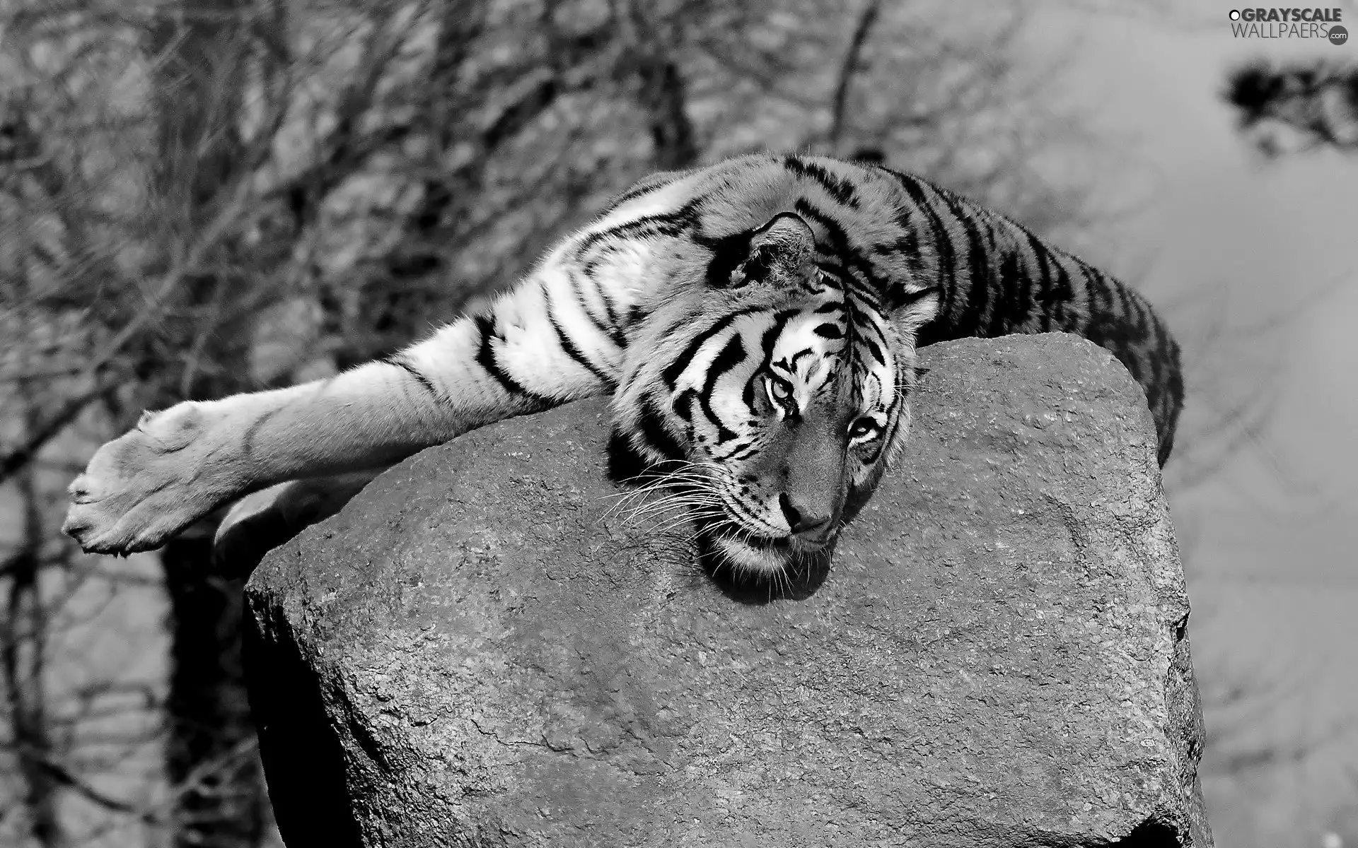 Stone, tiger, resting