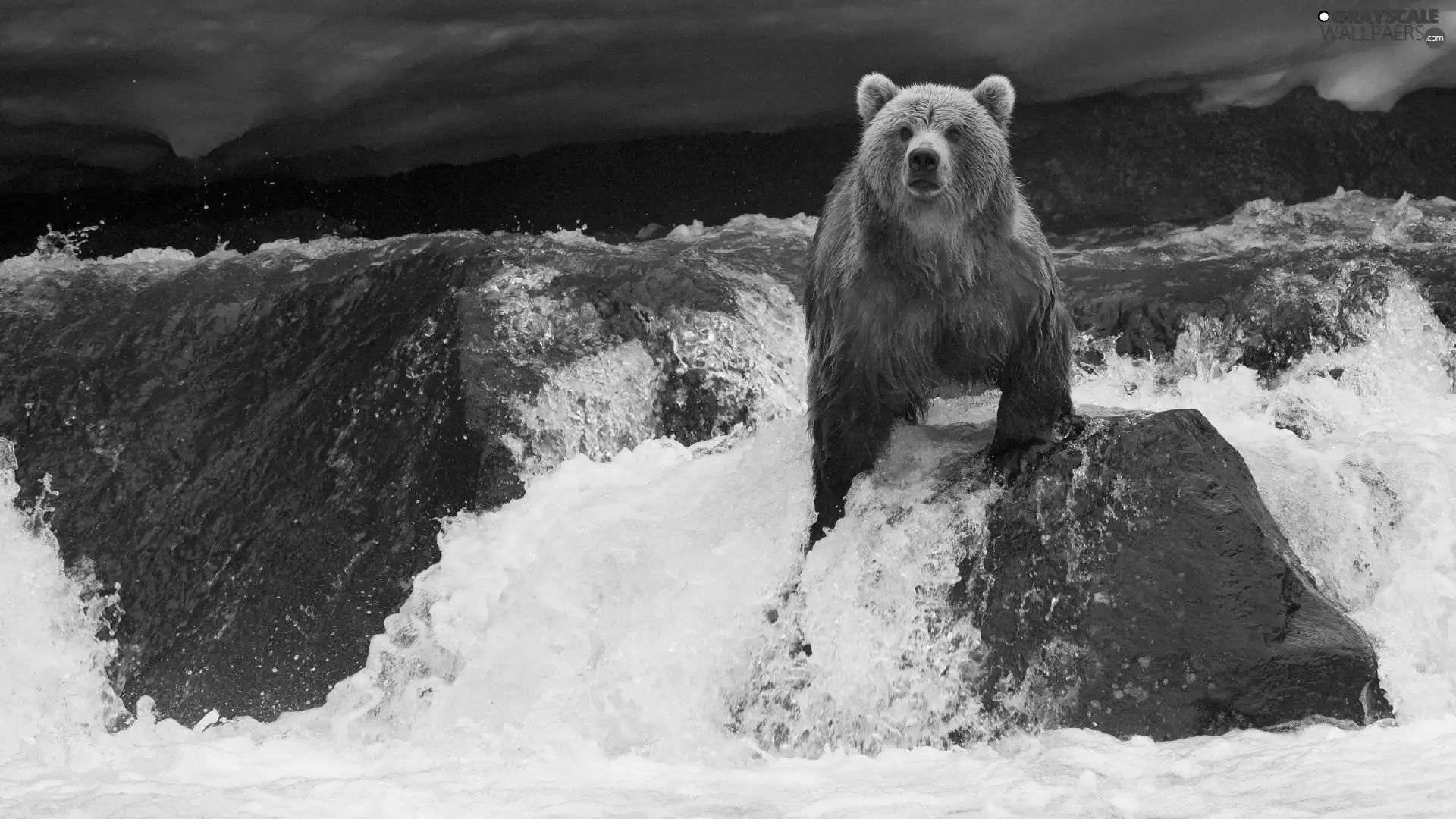 Stone, Bear, River