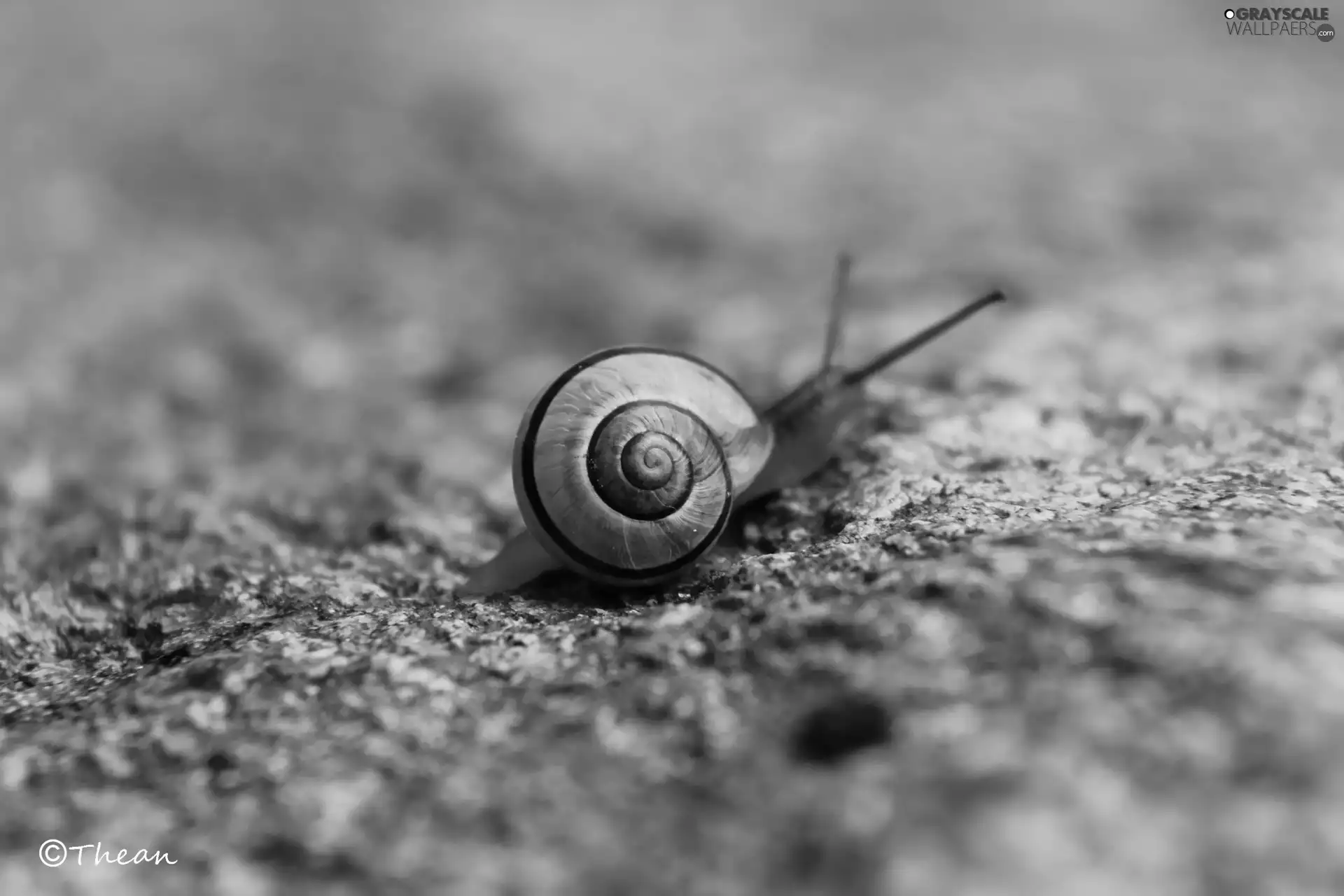 Stone, snail, shell