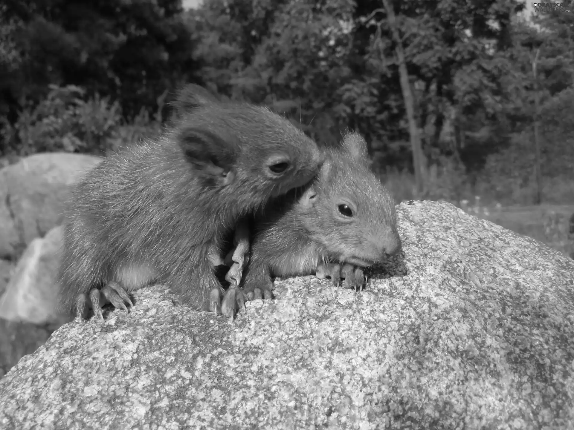 Stone, Two, squirrels