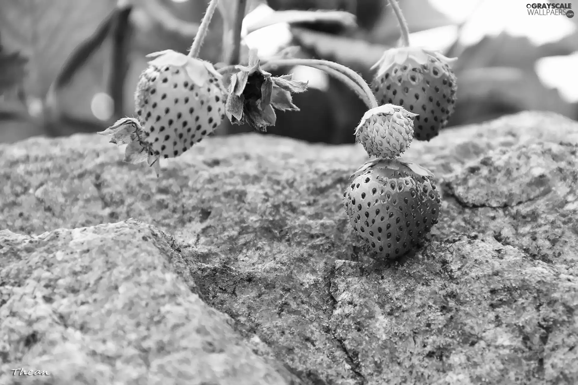 strawberries, Stone