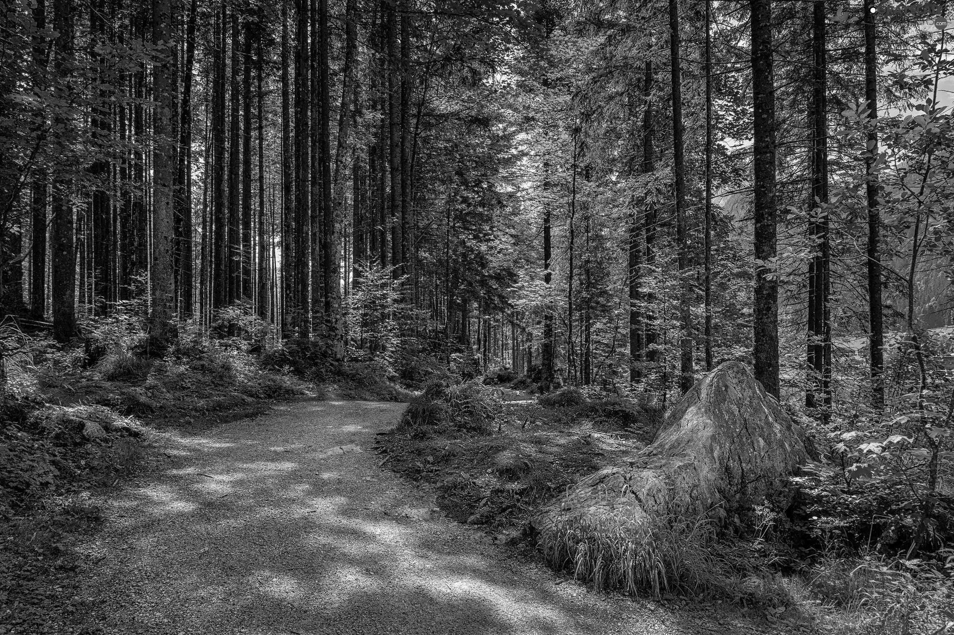 Path, Stone, trees, viewes, forest