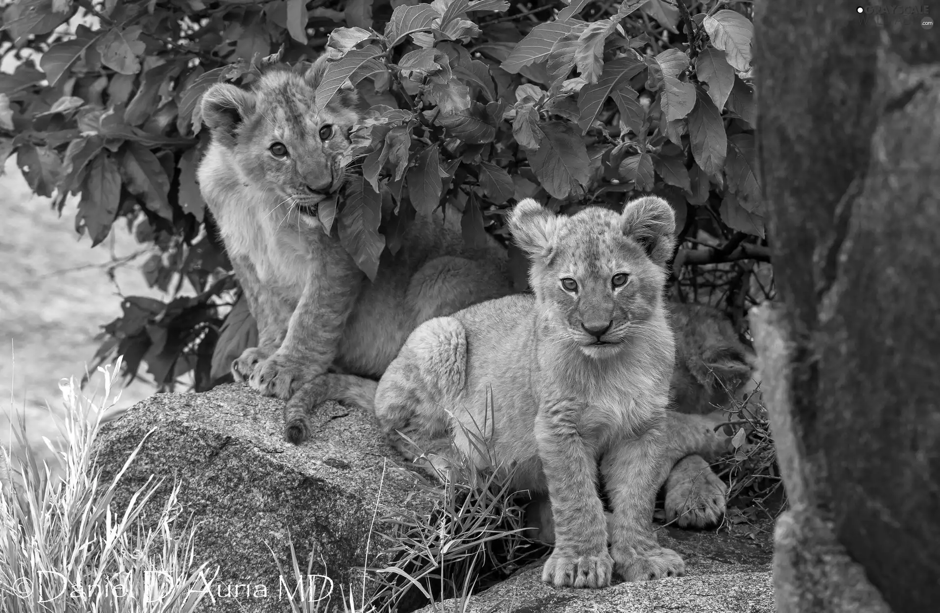 Stone, tigers, trees