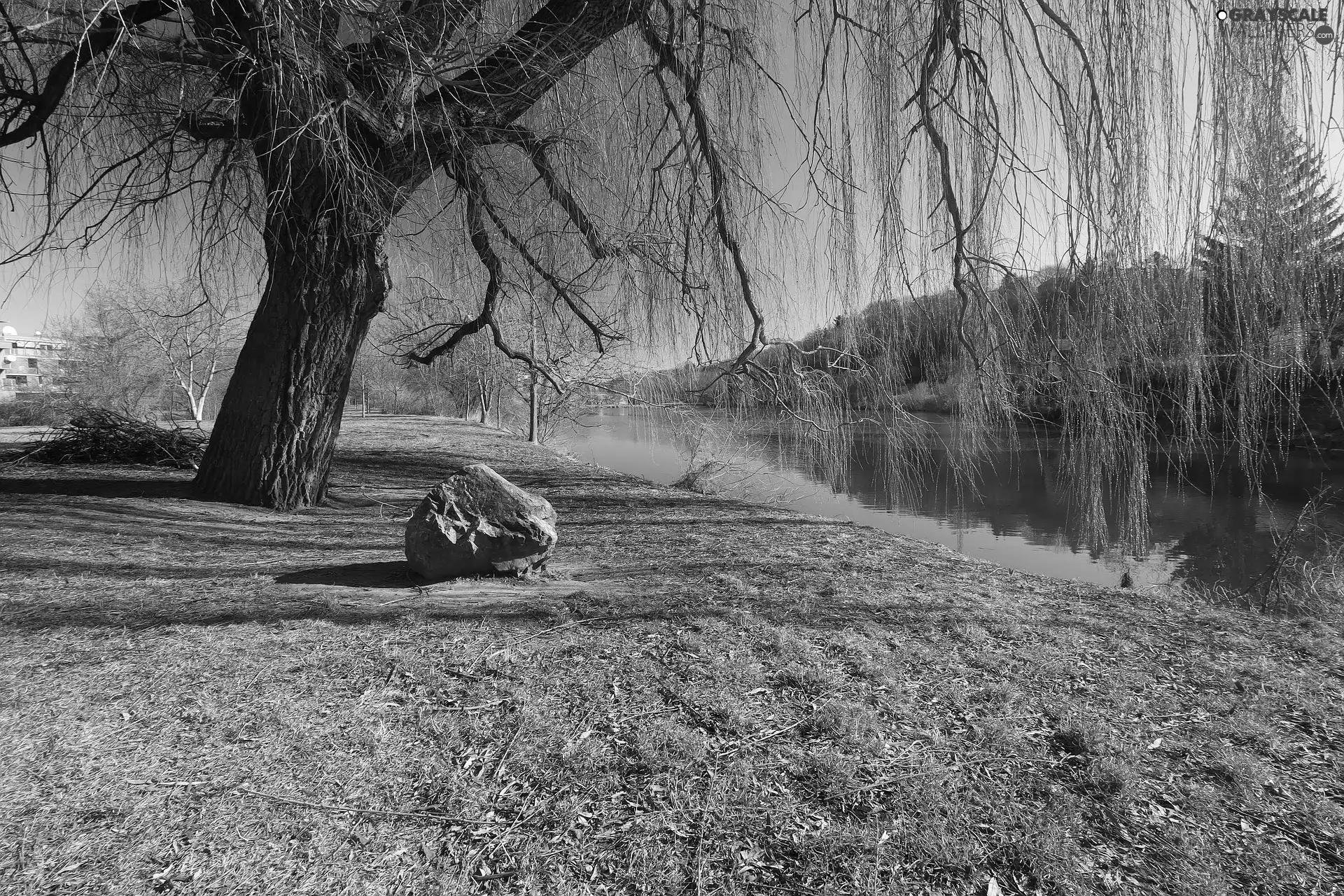River, Stone, viewes, Willow, trees