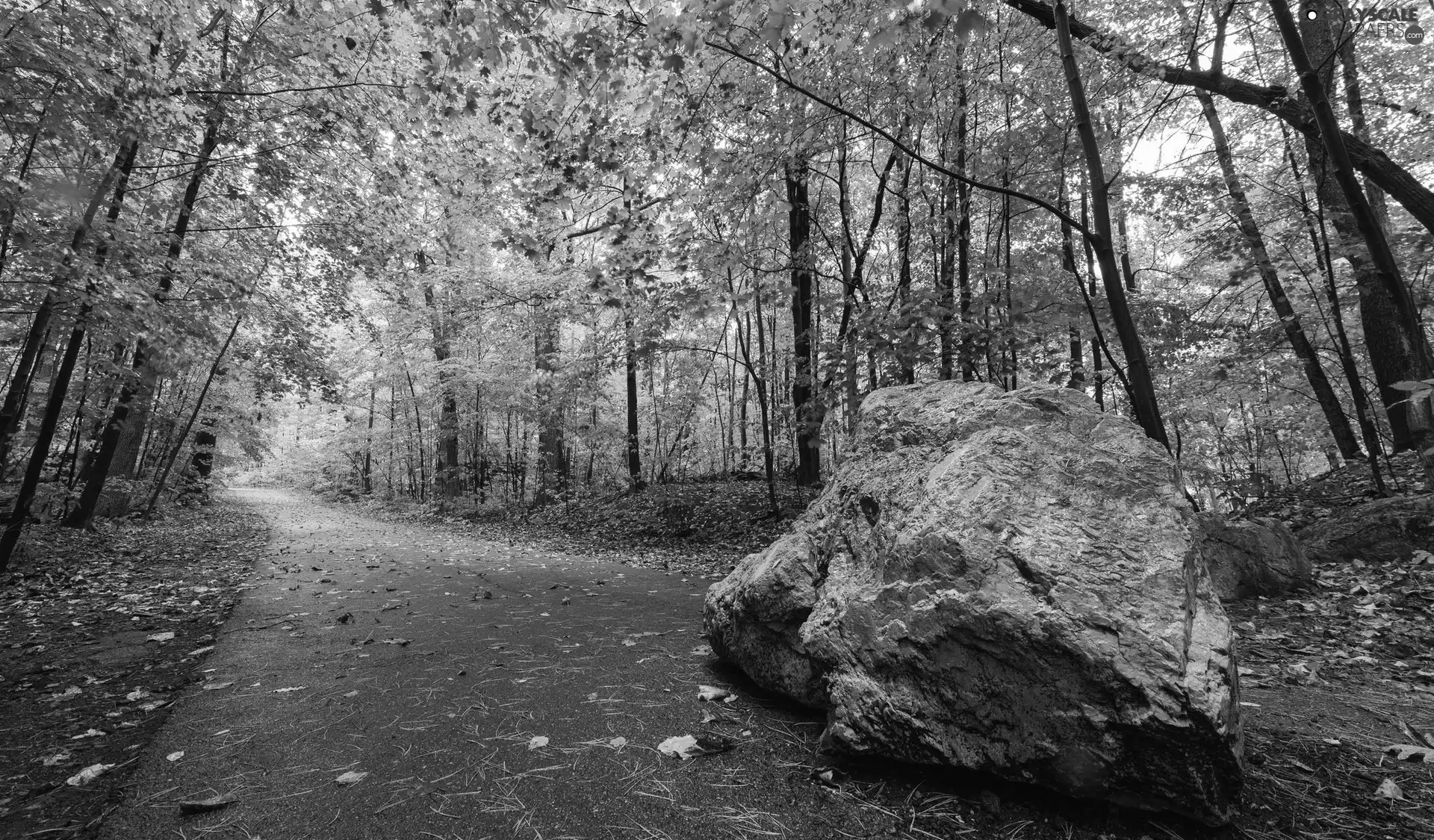 Stone, forest, Way
