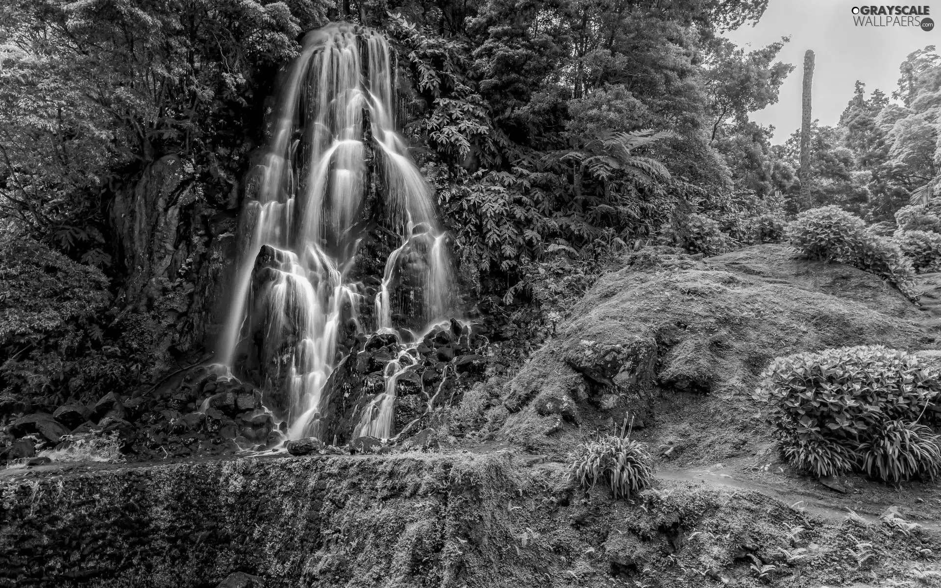 trees, Rocks, Bush, Stones, waterfall, viewes, Plants