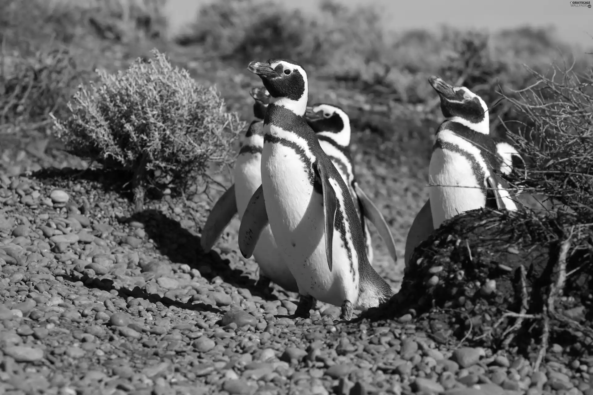 Stones, penguin, Bushes