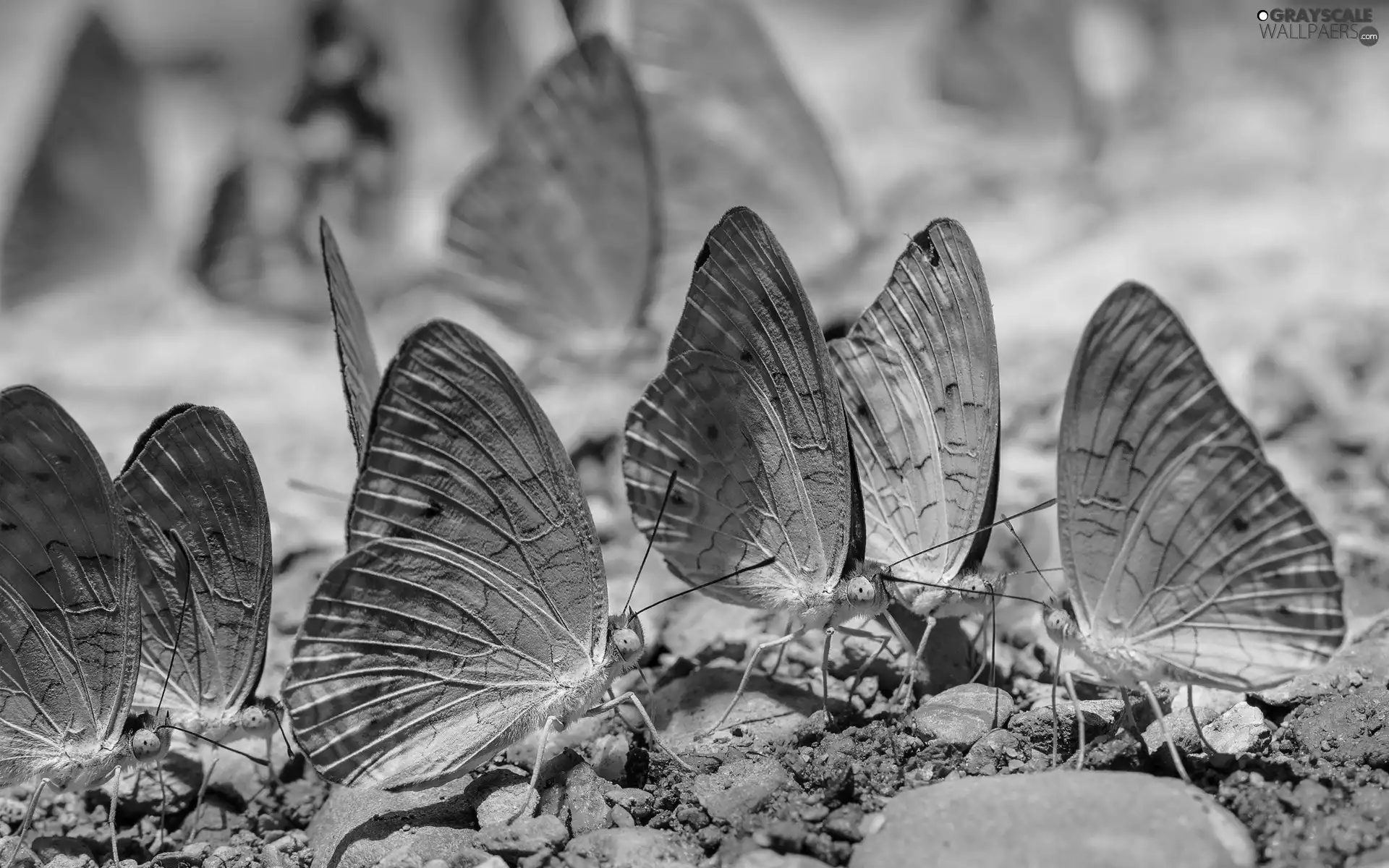 butterflies, Stones