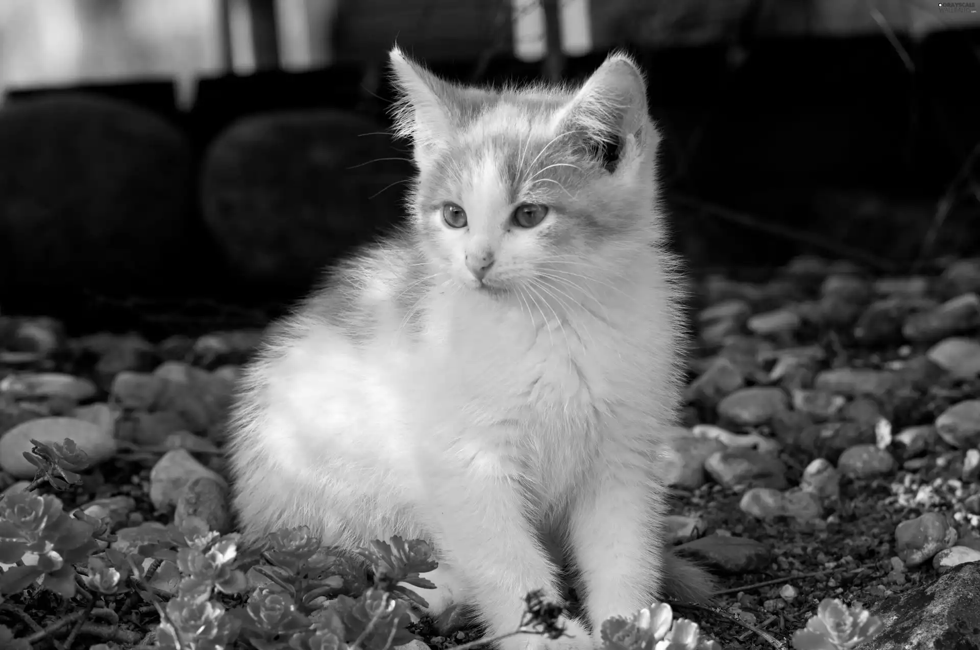 cat, Stones