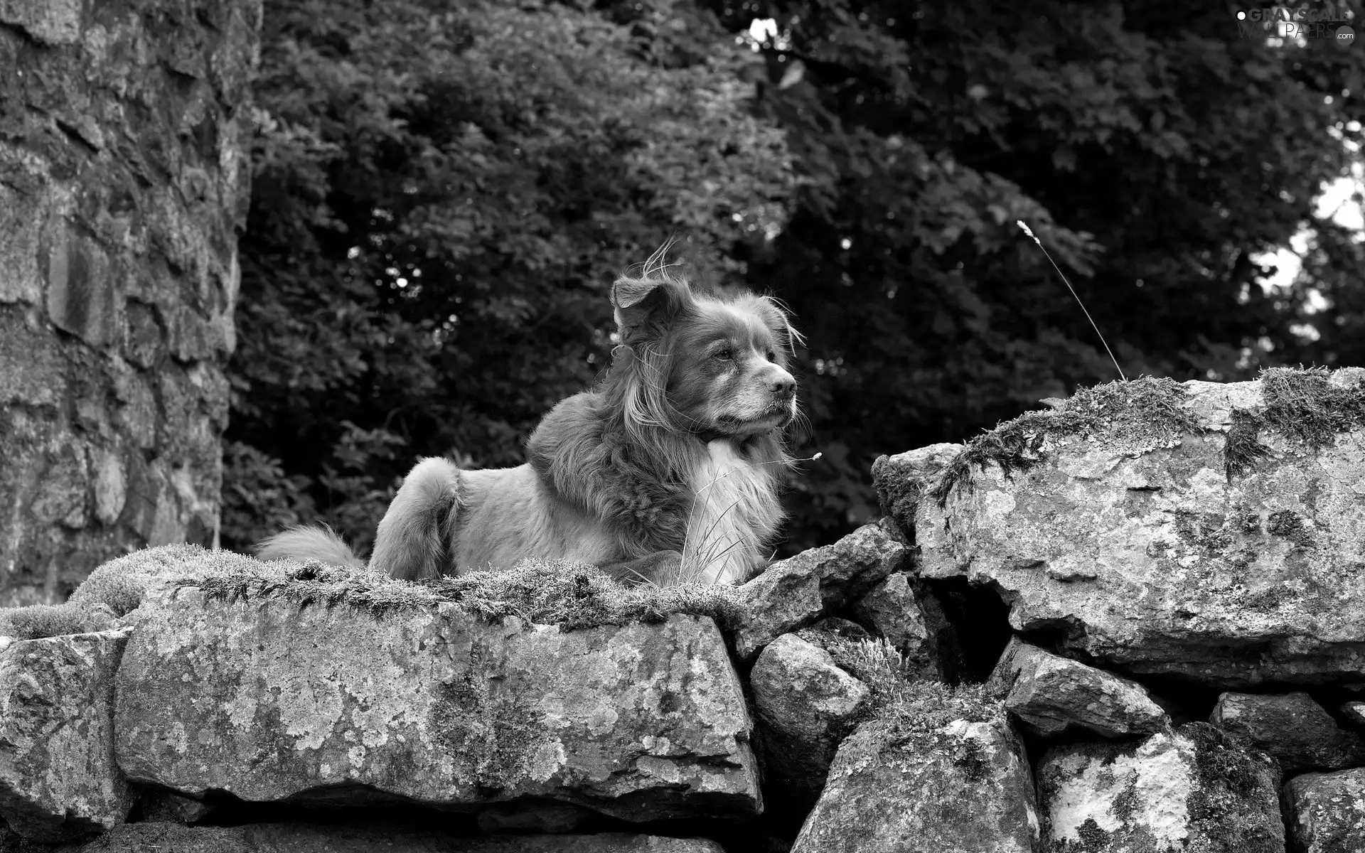 Stones, ginger, dog