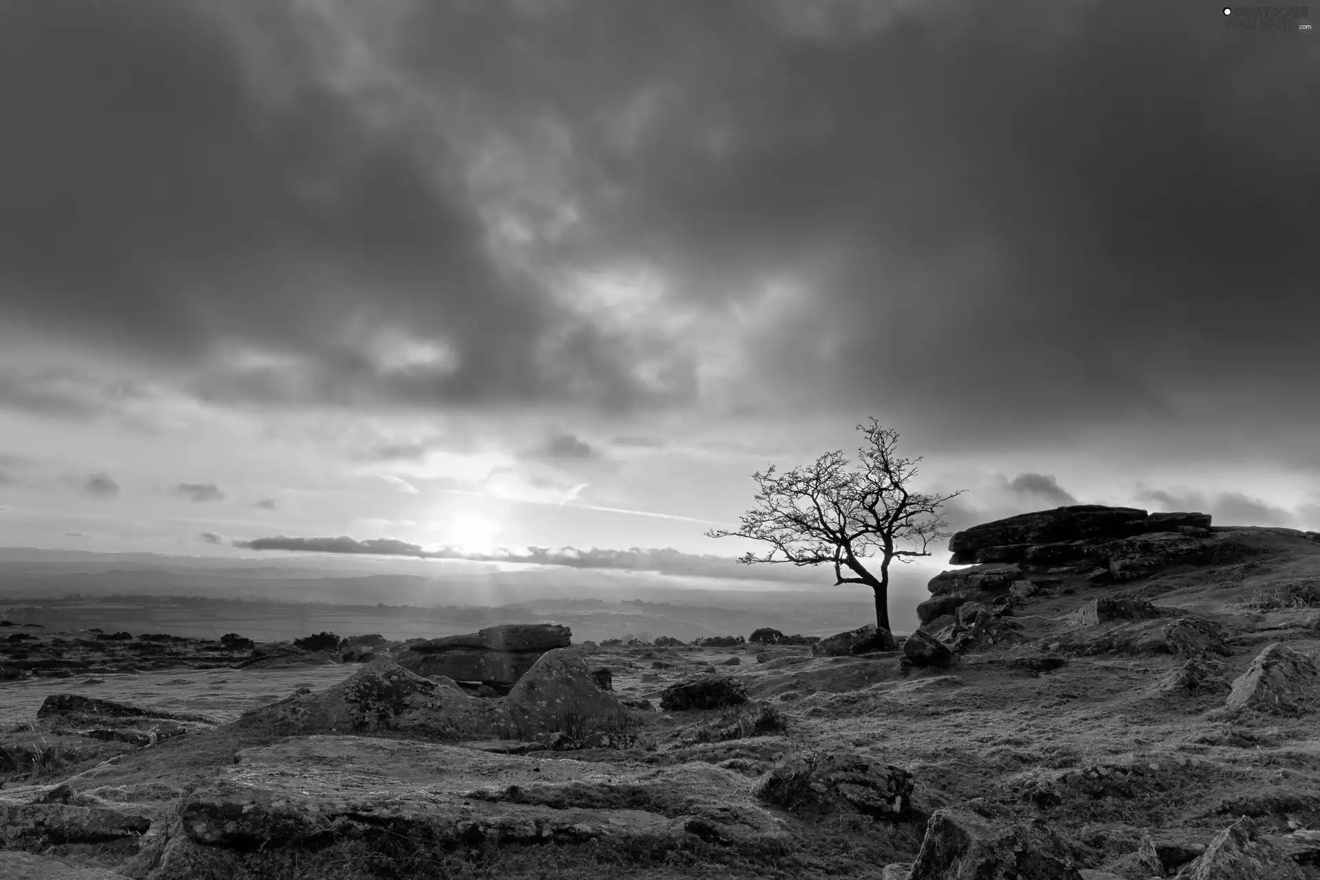 east, trees, Stones, sun