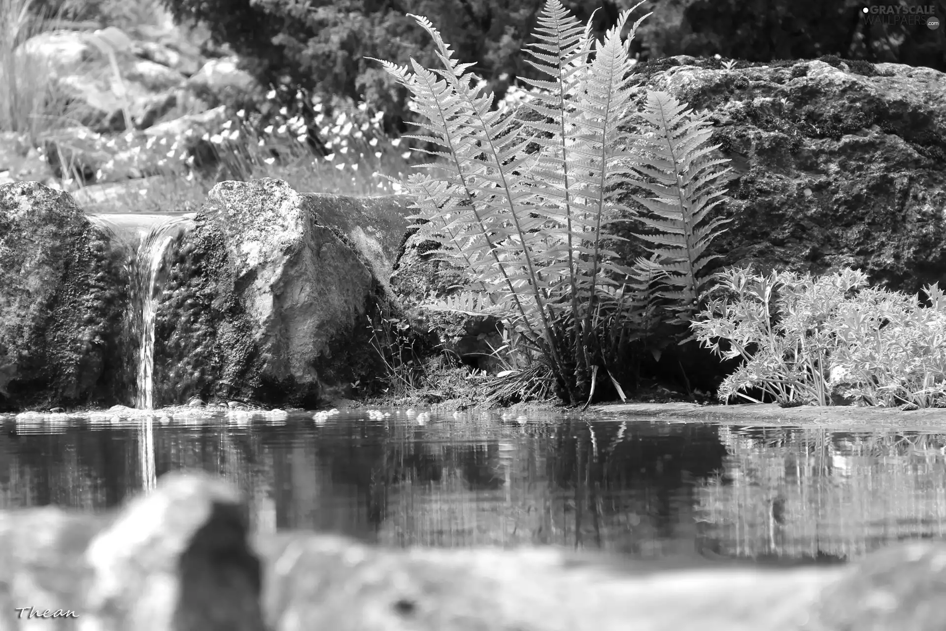 fern, water, Stones, eye