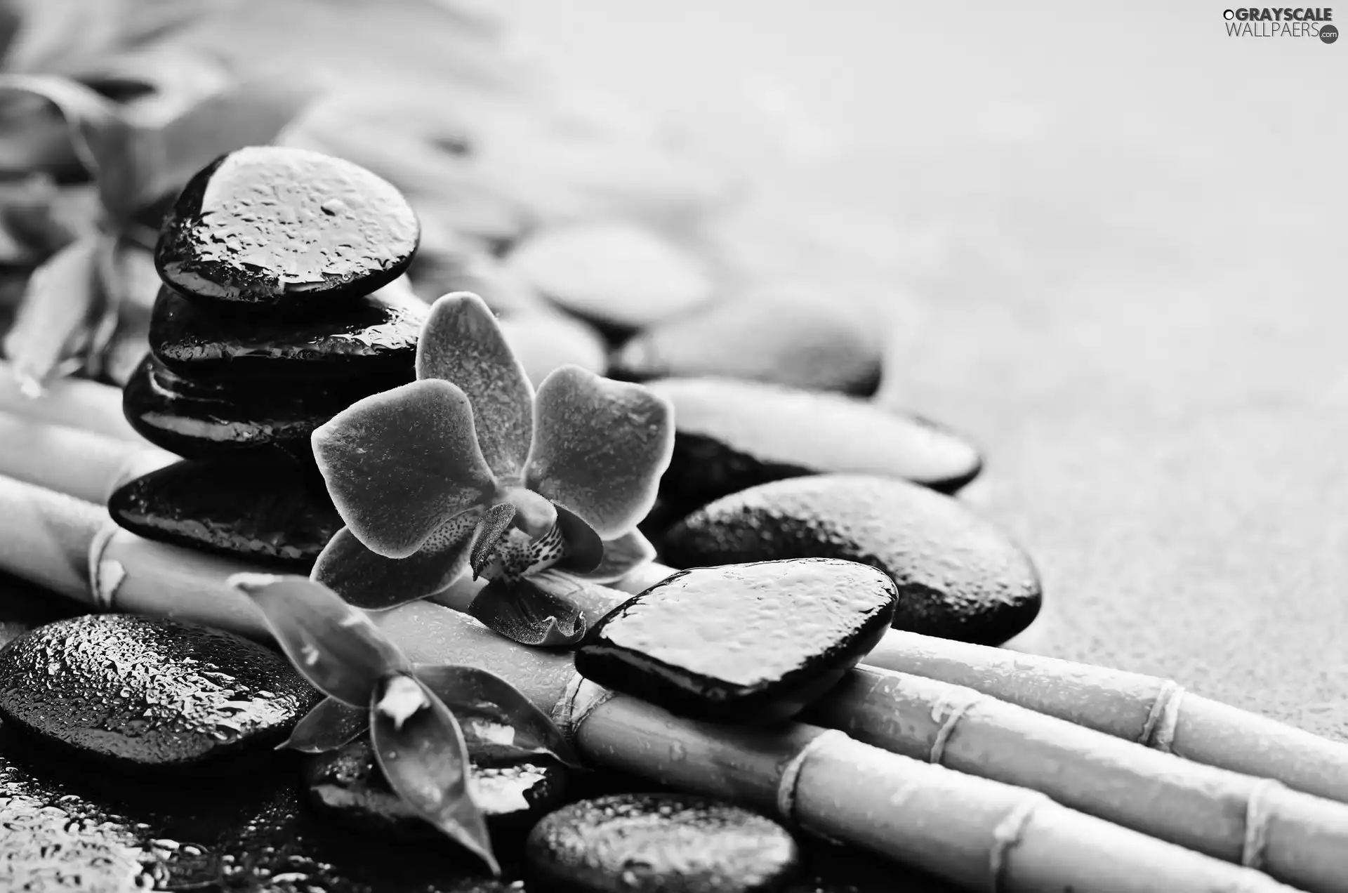 Colourfull Flowers, bamboo, Stones