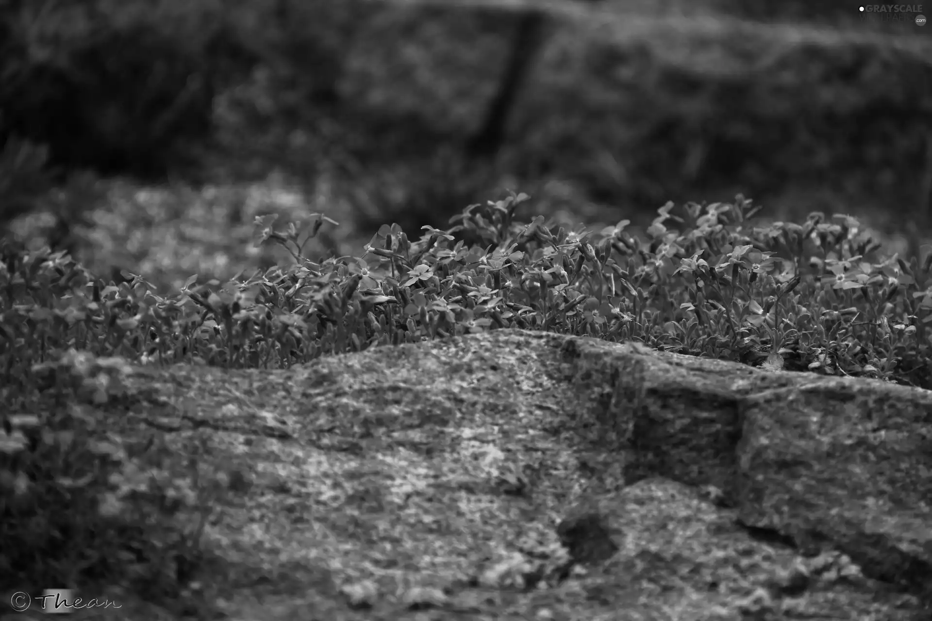 Stones, purple, Flowers