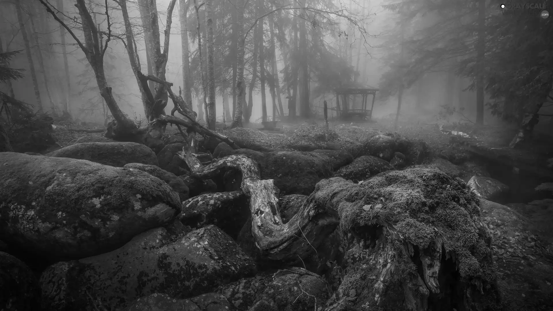 viewes, mossy, Fog, Stems, alcove, trees, Park, Stones