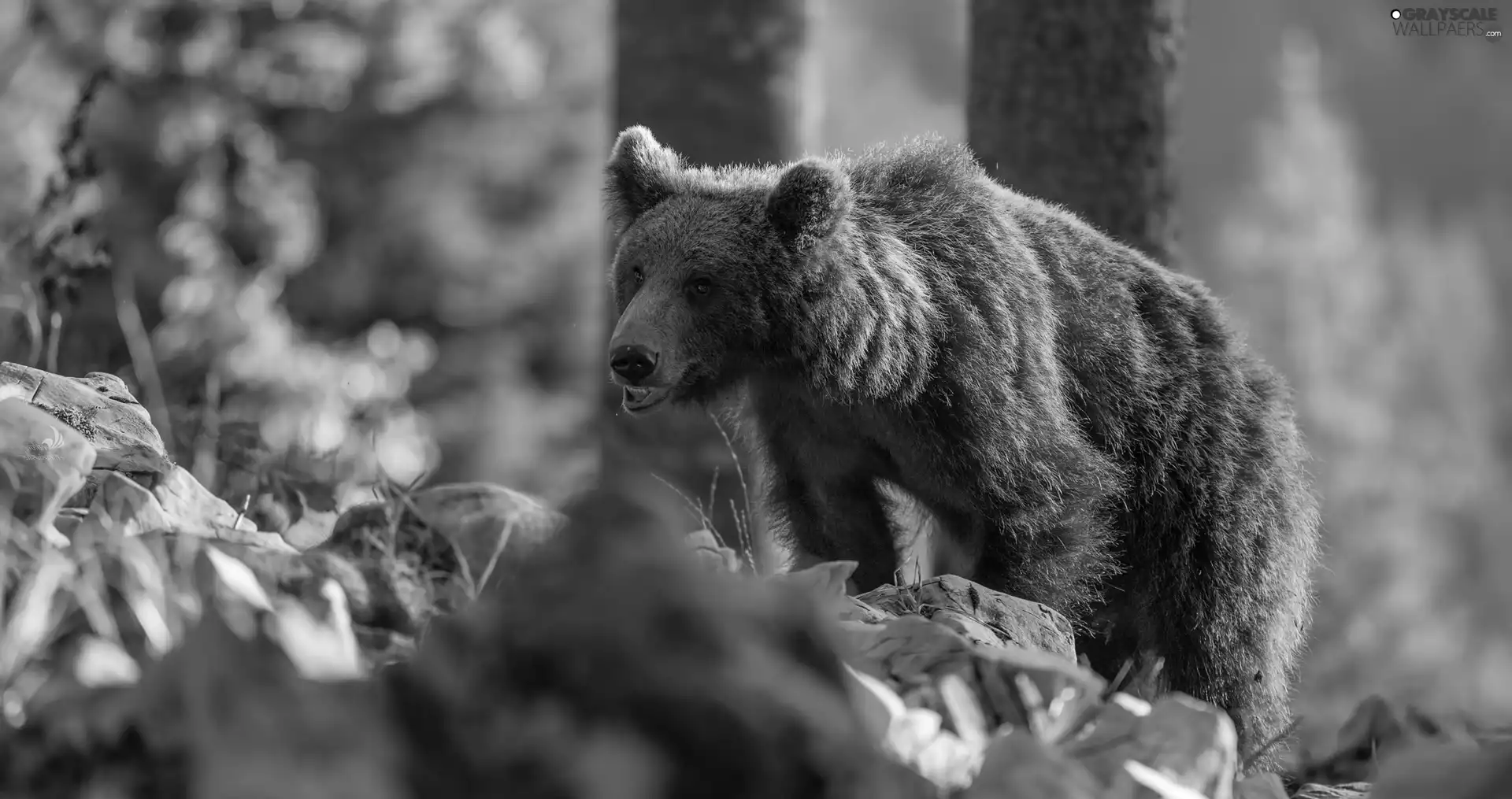 forest, Brown bear, Stones