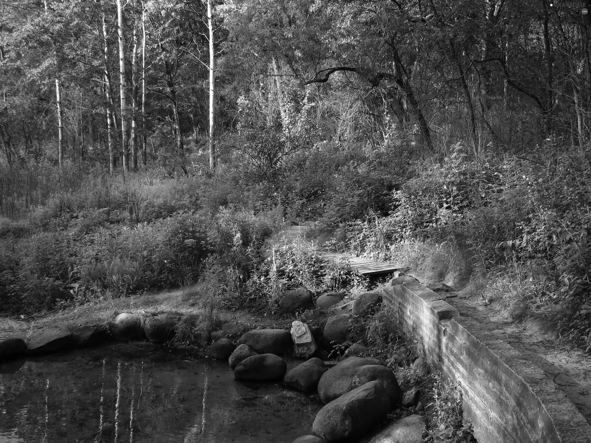 forest, brook, Stones, Path