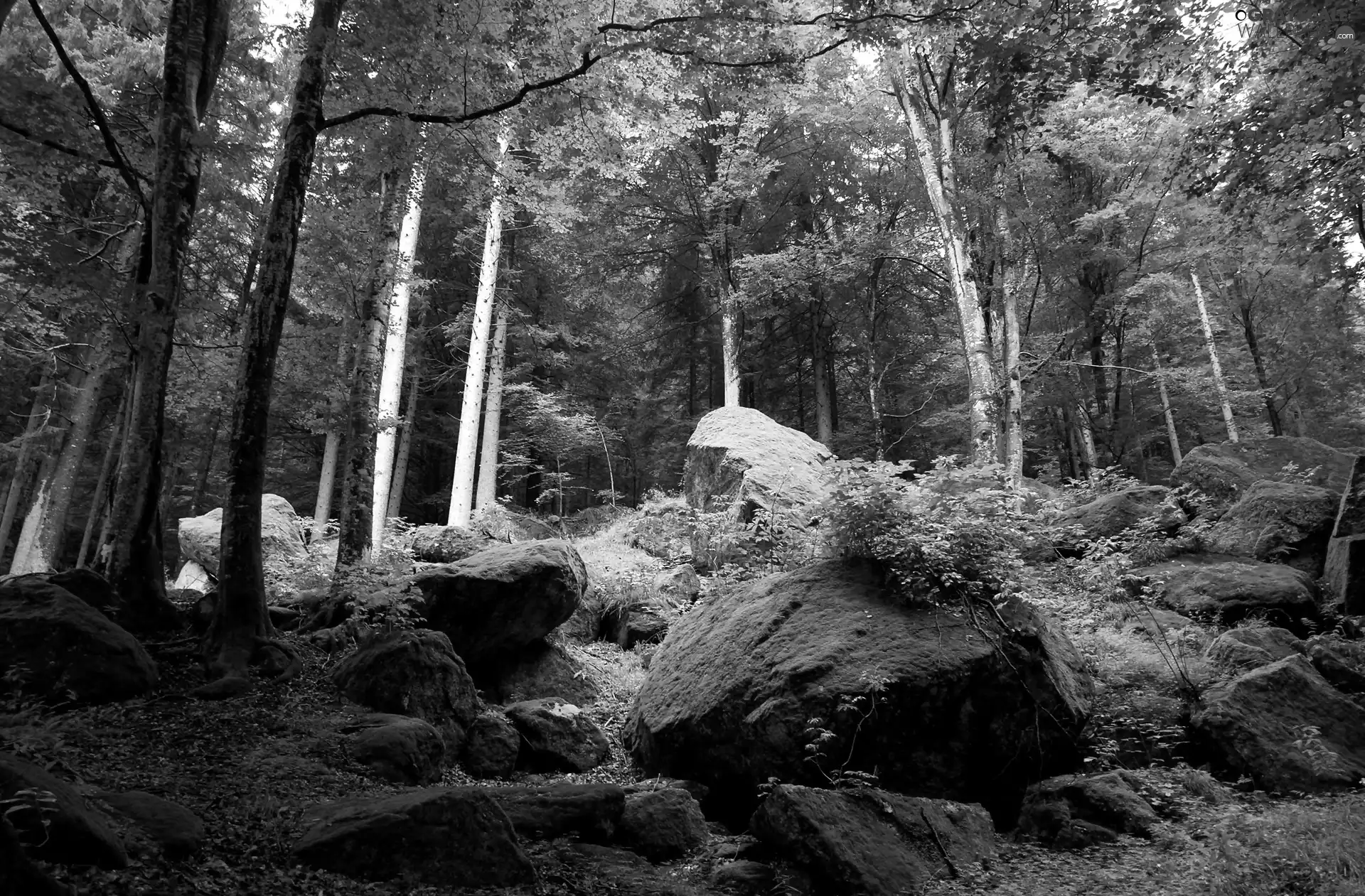 Stones, Green, forest