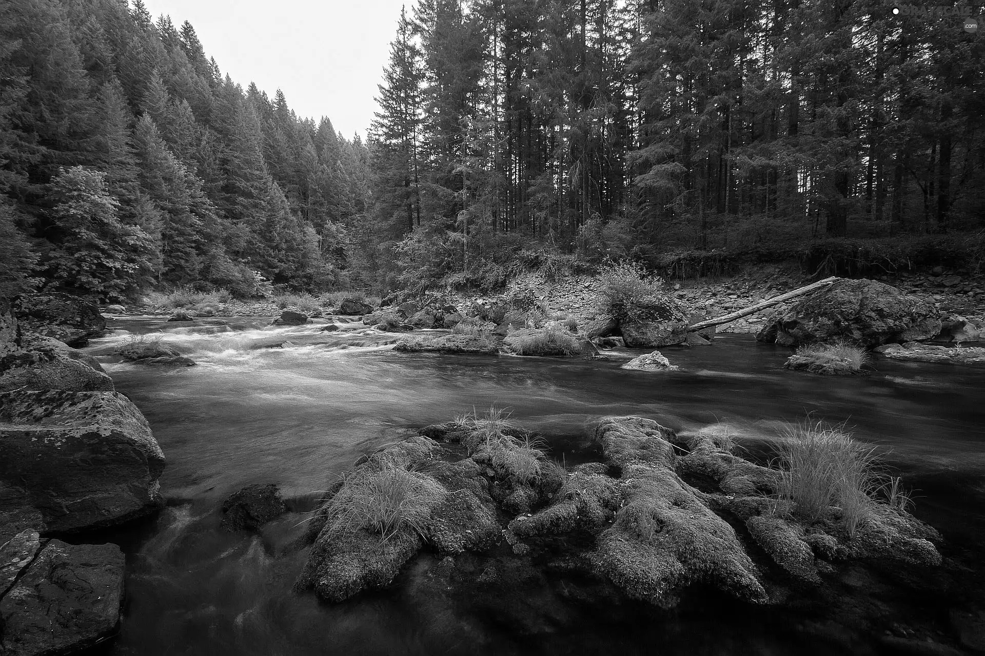 forest, mossy, Stones, River