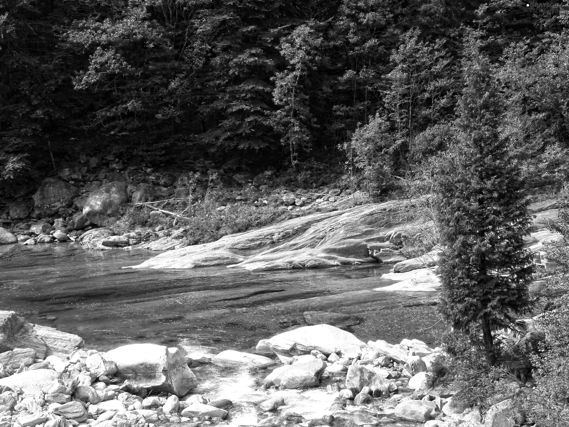Stones, River, forest