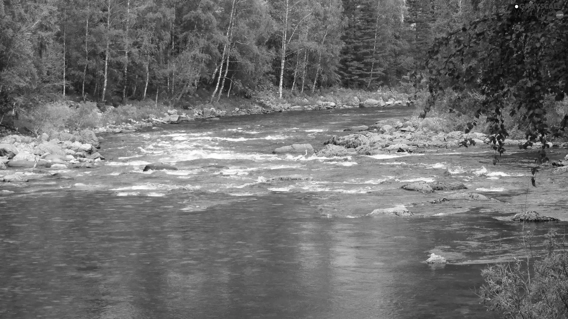 Stones, River, forest