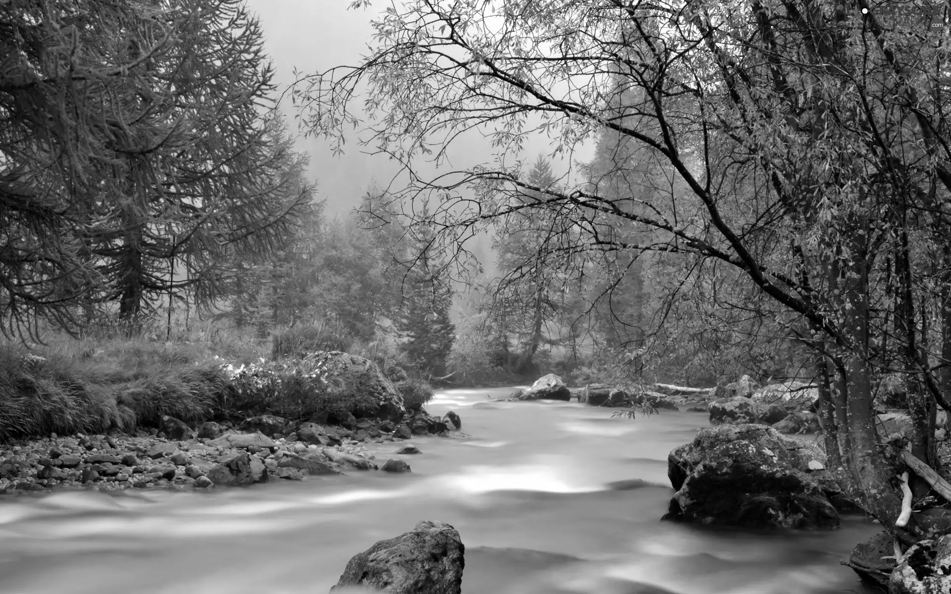 Stones, River, forest