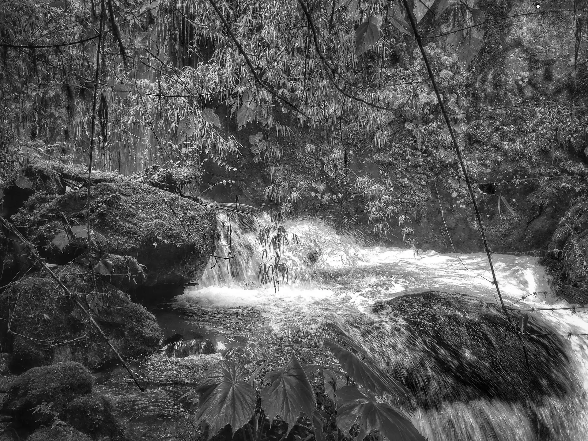 Stones, River, forest