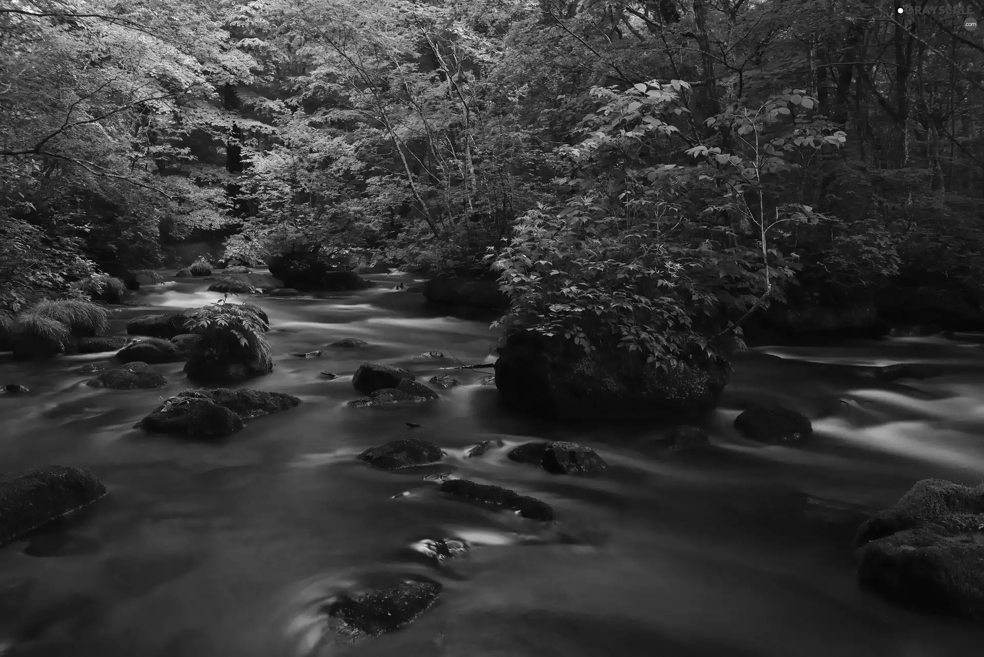 forest, River, Stones, green