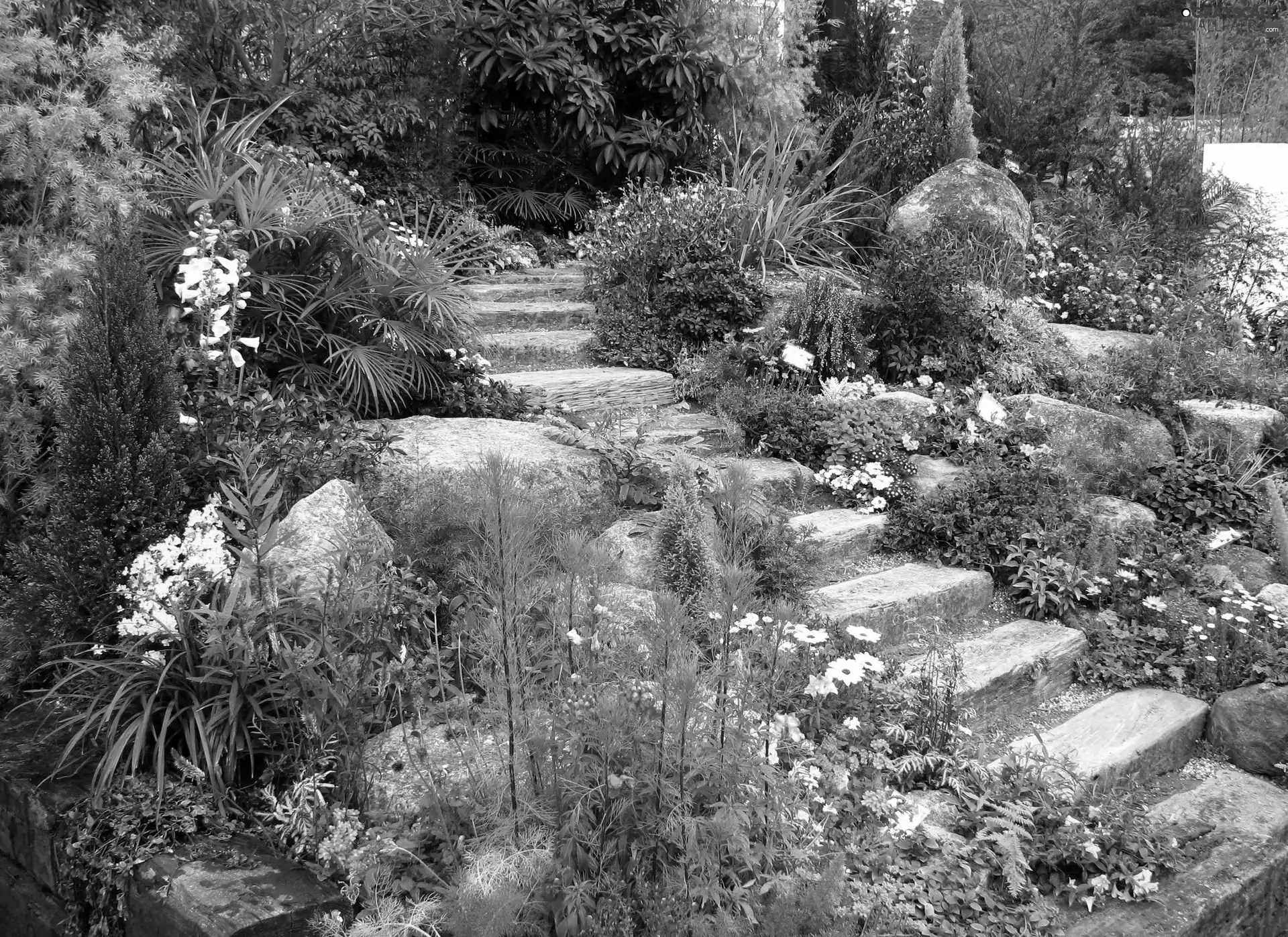Garden, Stairs, Stones, Flowers
