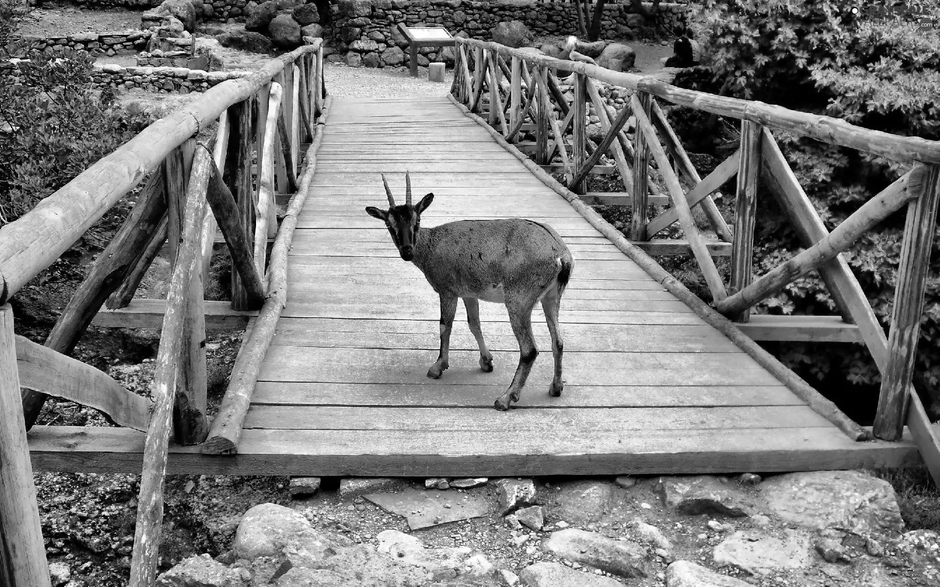 goat, bridge, Stones, wooden