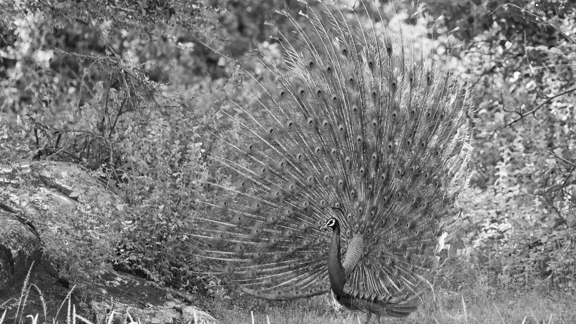 Stones, grass, peacock, Park, Beatyfull