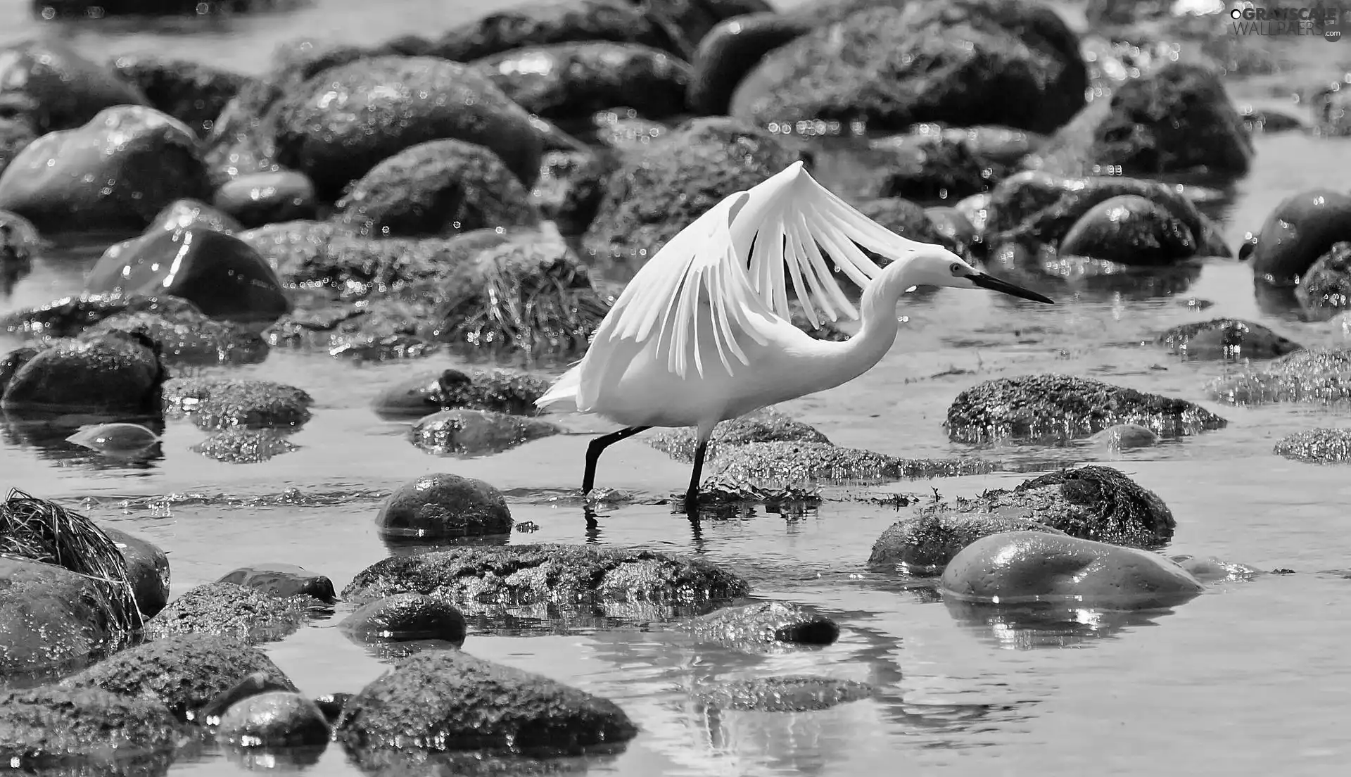 heron, water, Stones, White