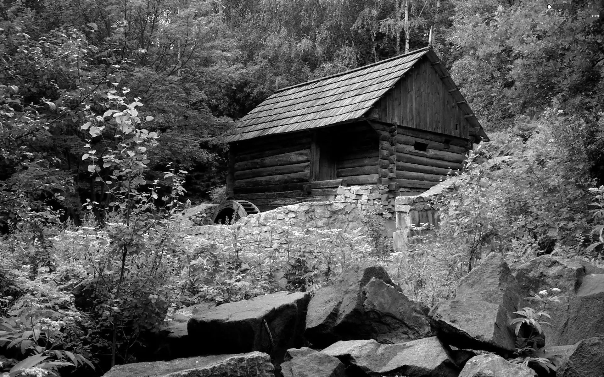 Stones, forest, Home