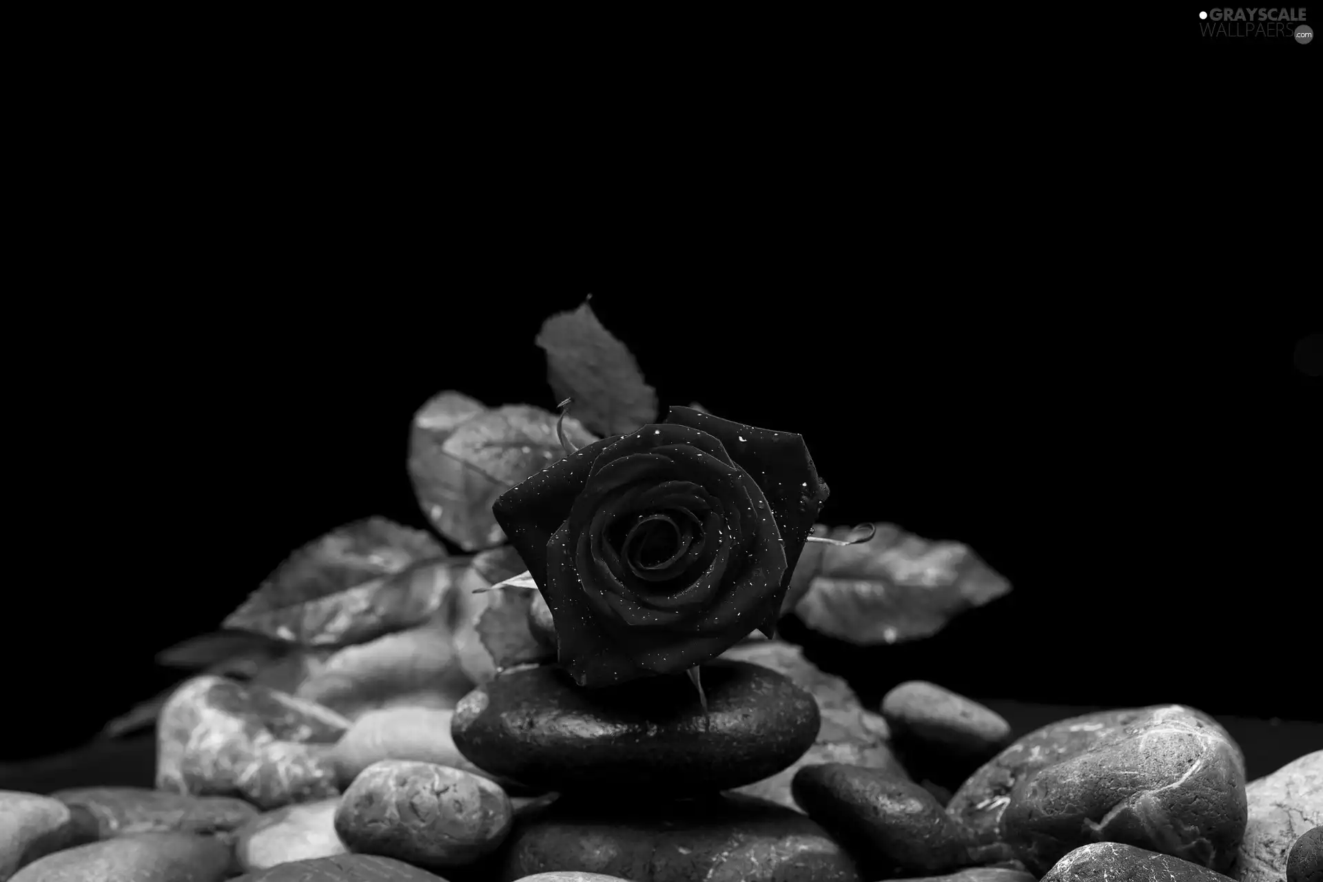 Colourfull Flowers, rose, Stones, red hot