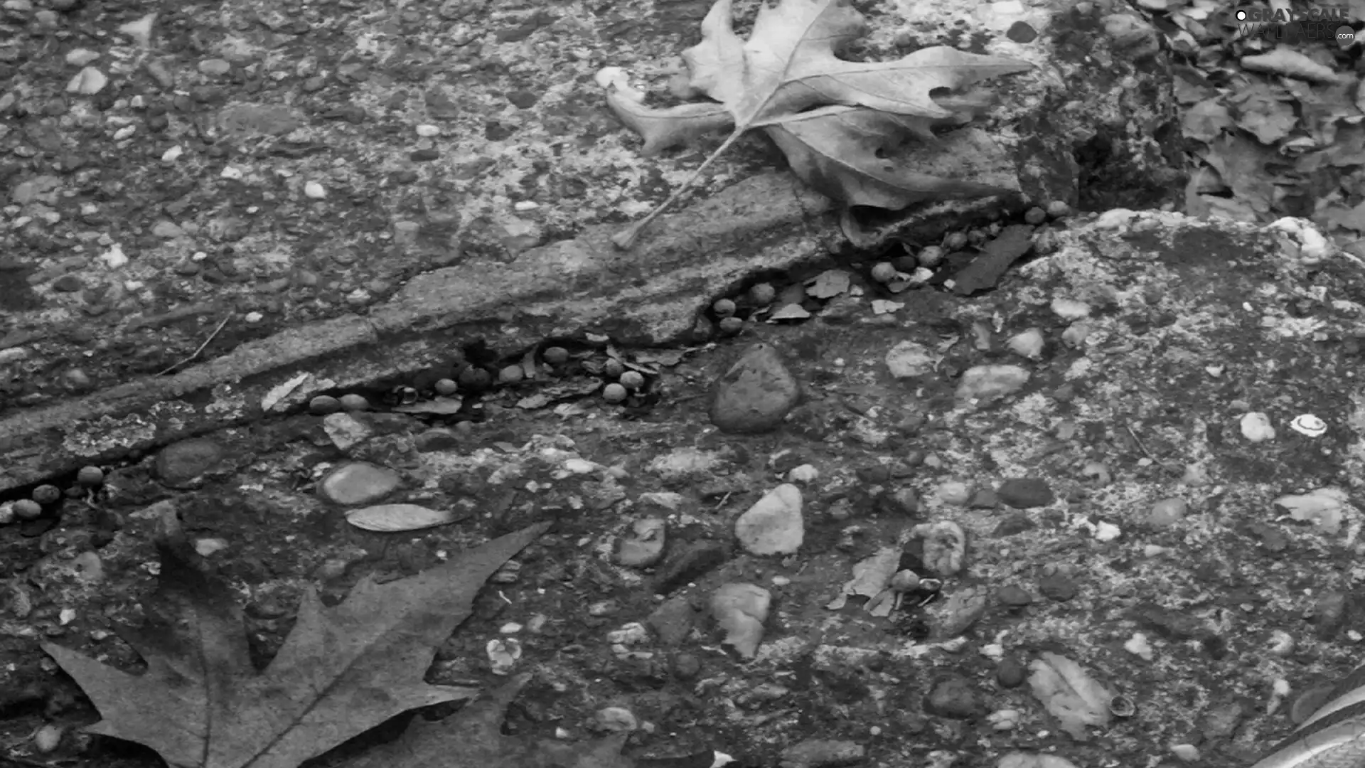 Leaf, Stones