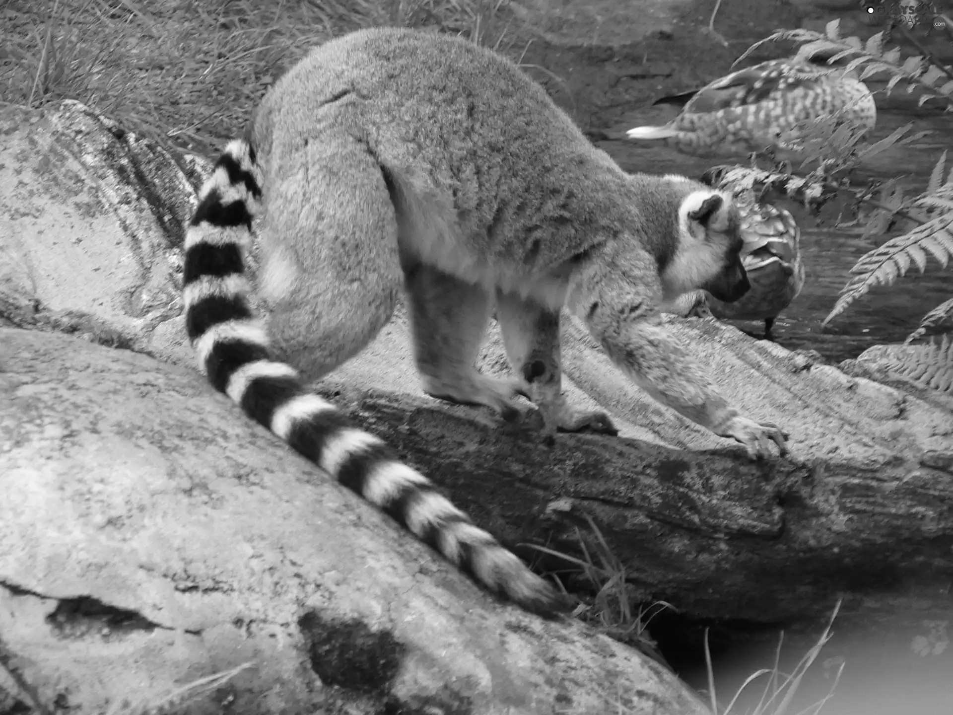 long, Lemura, Stones, tail