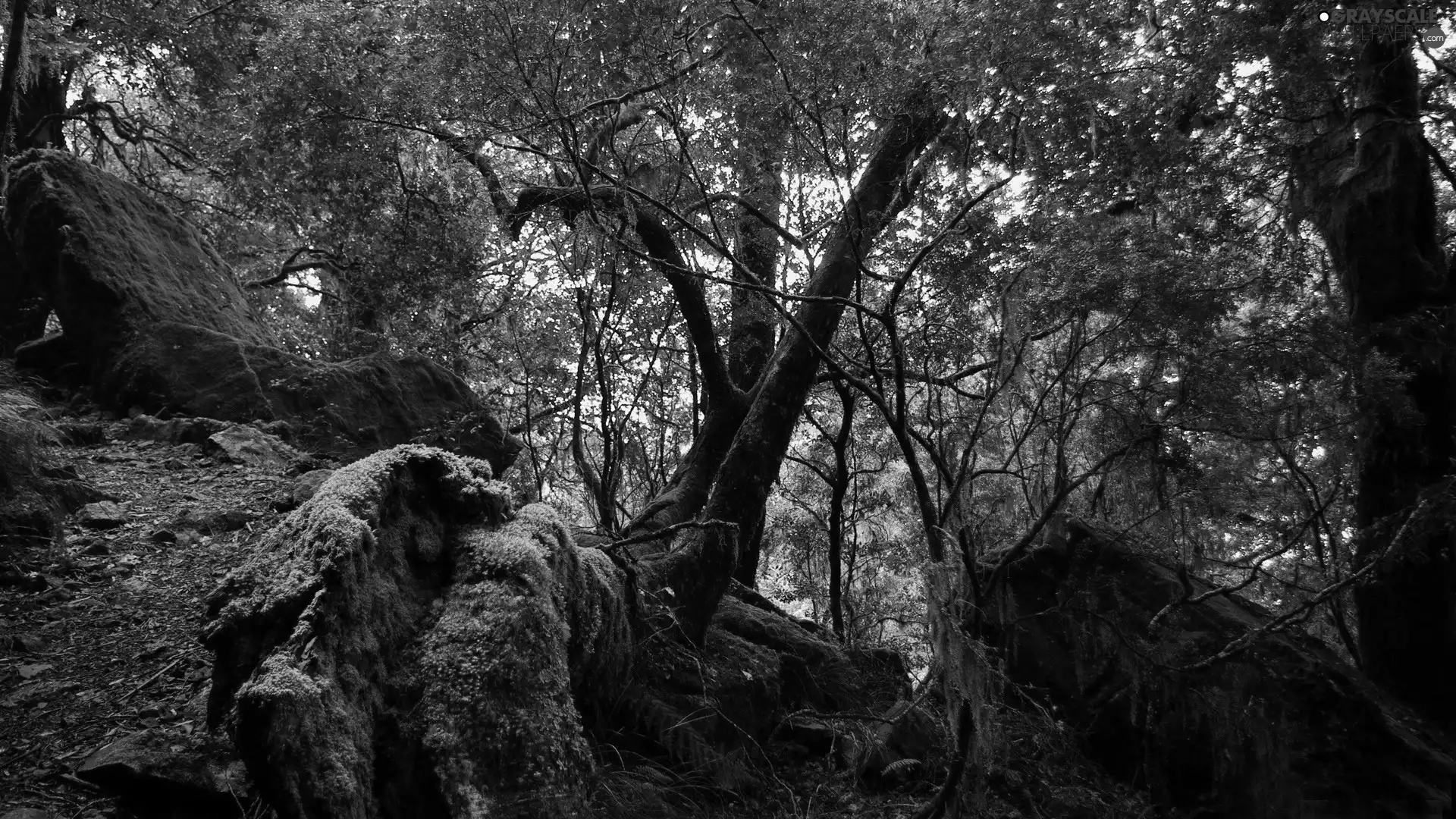 Stones, forest, mossy