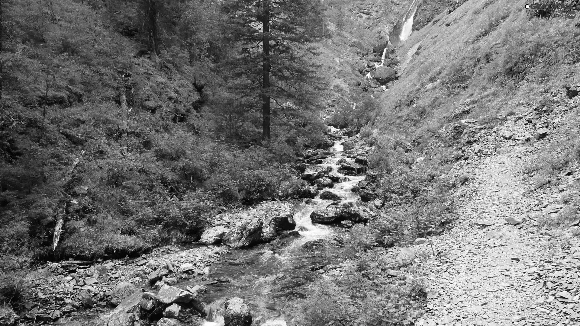 mountainous, woods, Stones, stream