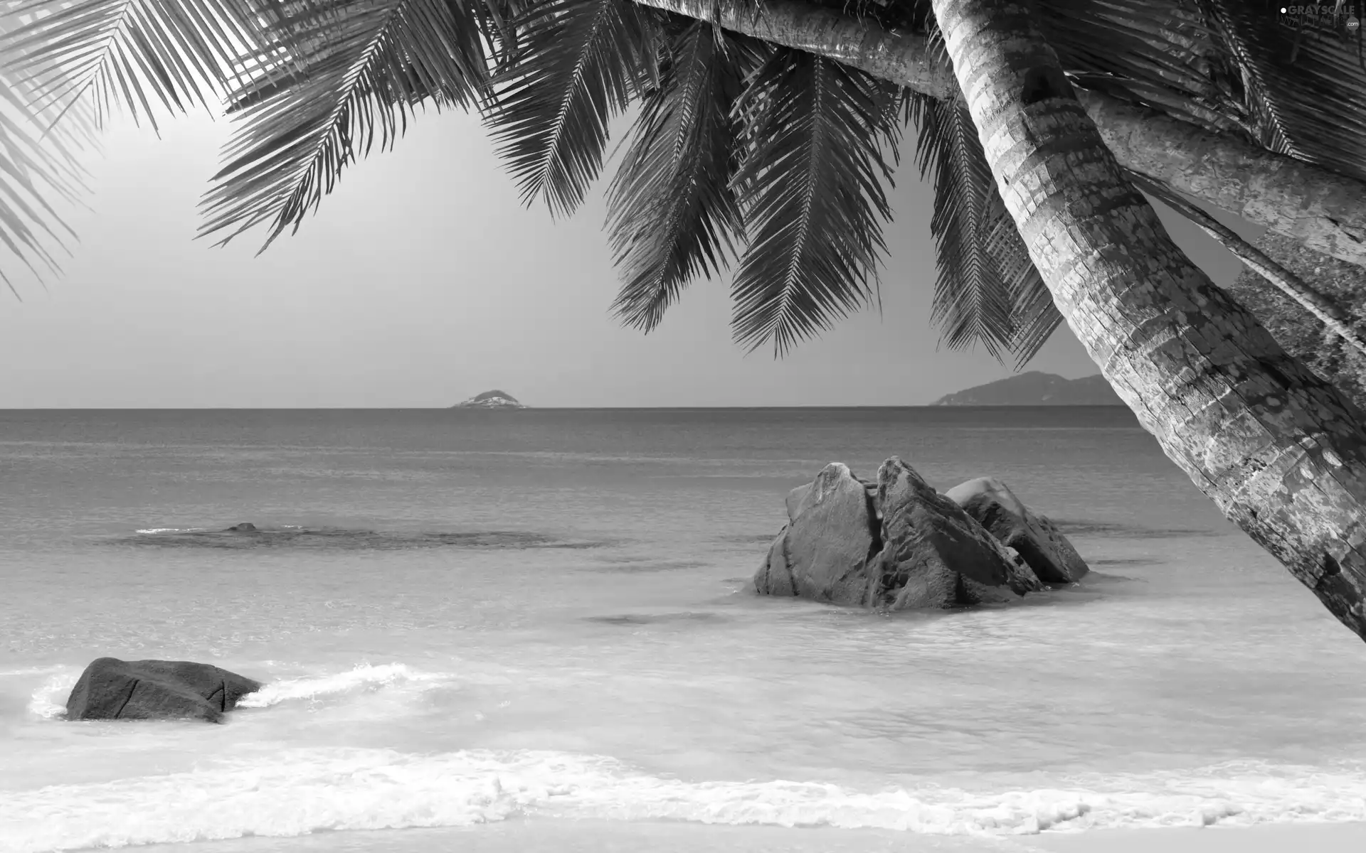 Palms, sea, Stones rocks