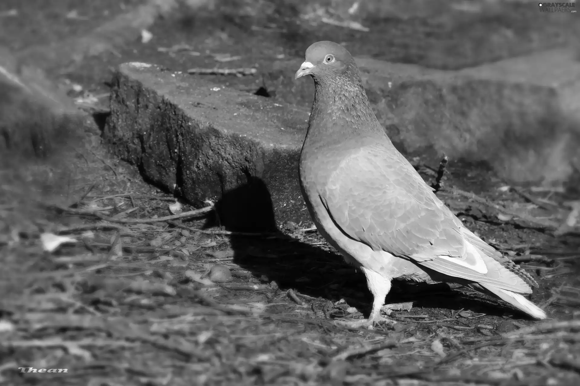Stones, ginger, pigeon