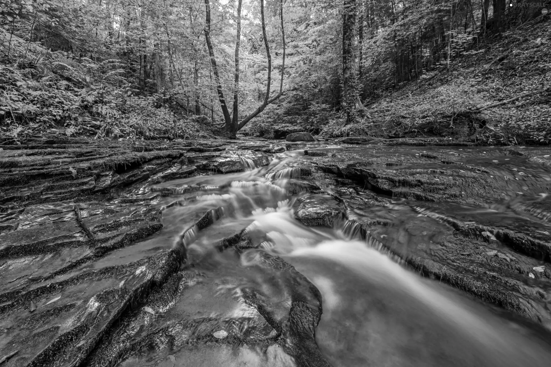 Stones, forest, River