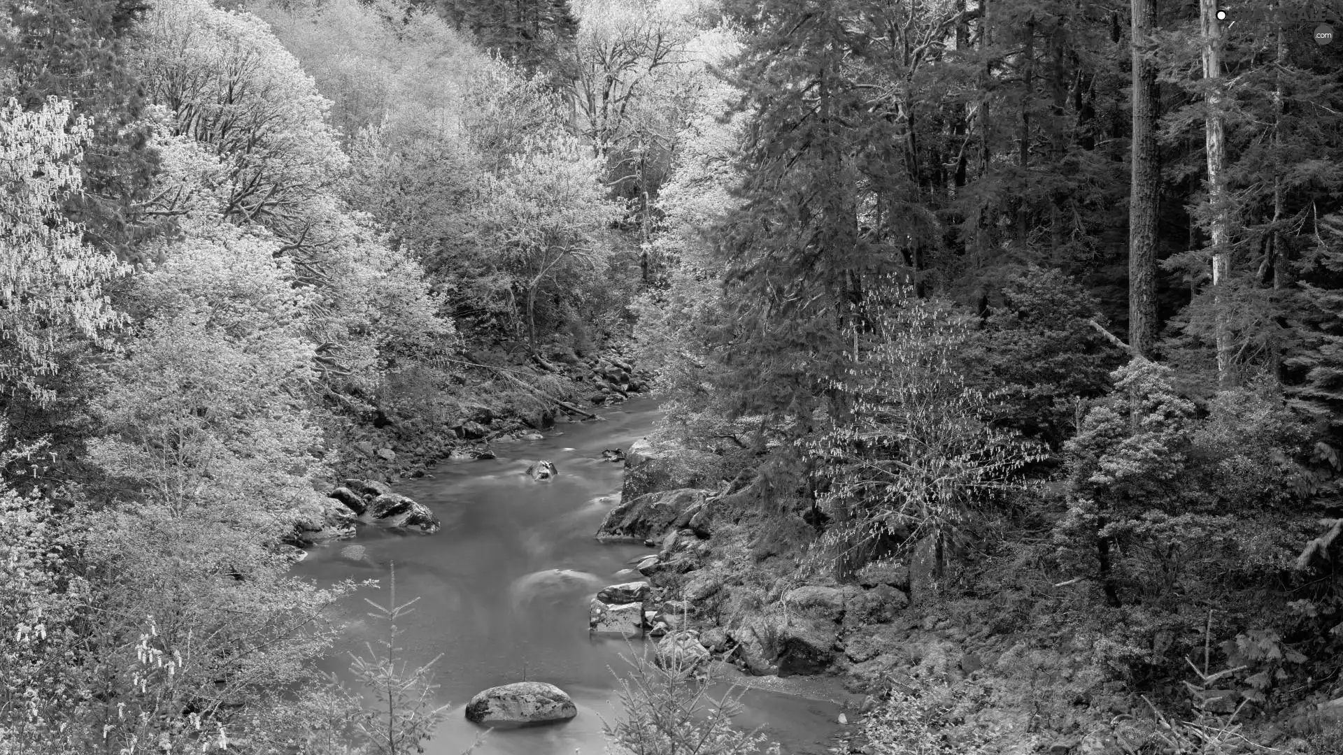Stones, forest, River