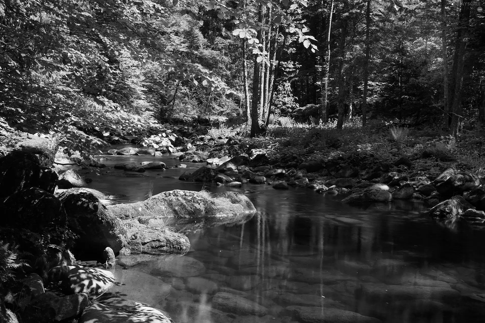 Stones, forest, River